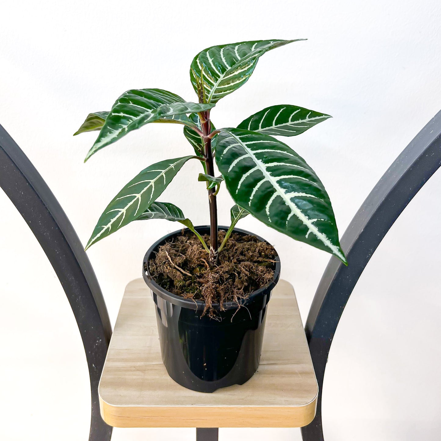 Aphelandra Zebra Plant | The Plant Boys