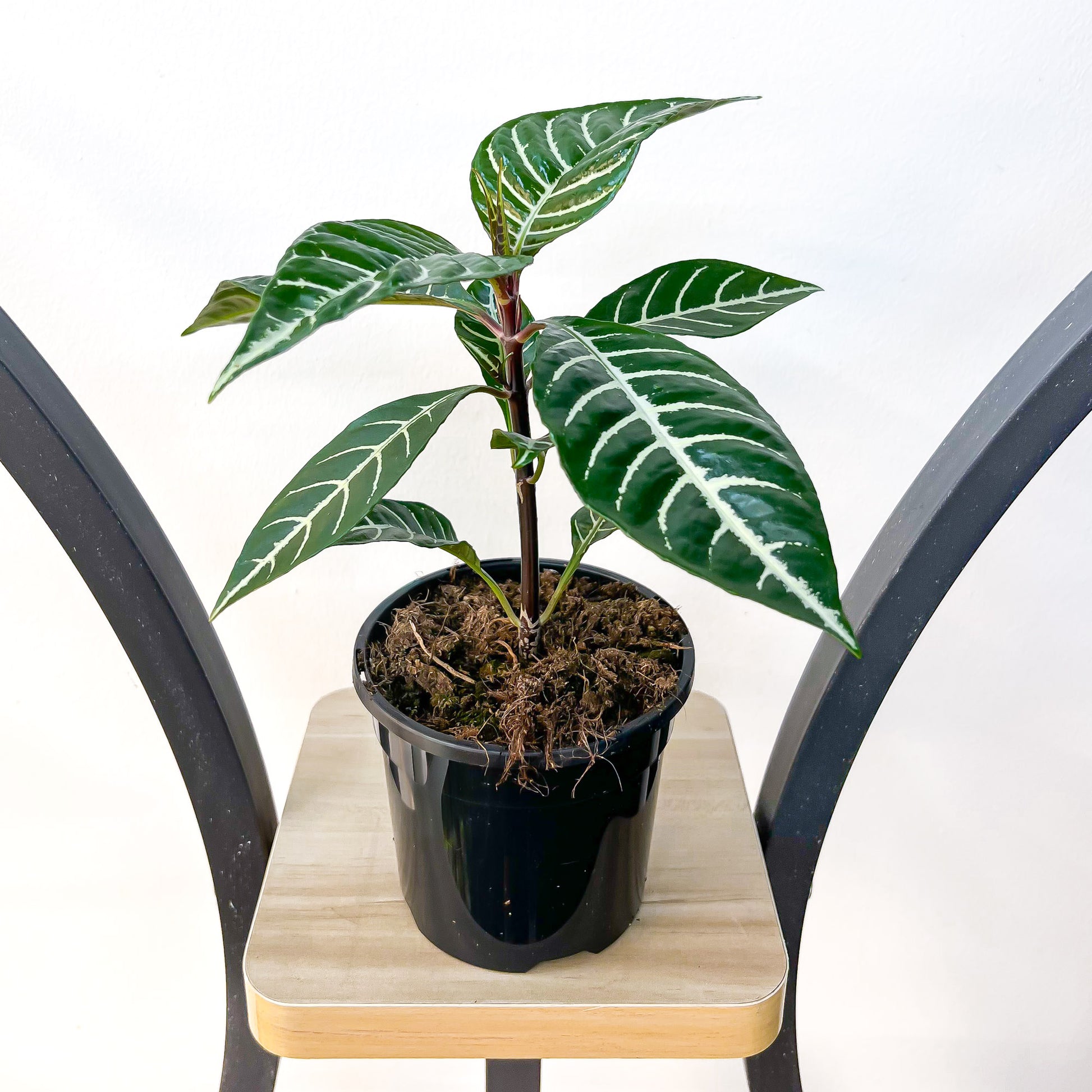 Aphelandra Zebra Plant | The Plant Boys