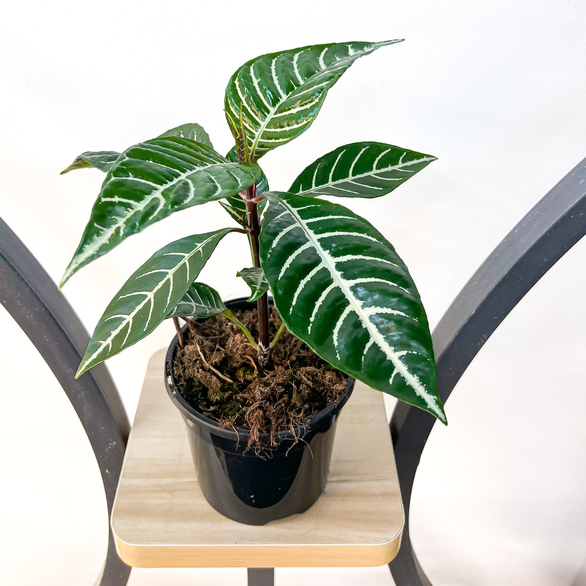 is zebra plant an indoor plant Aphelandra Zebra Plant – The Plant Boys