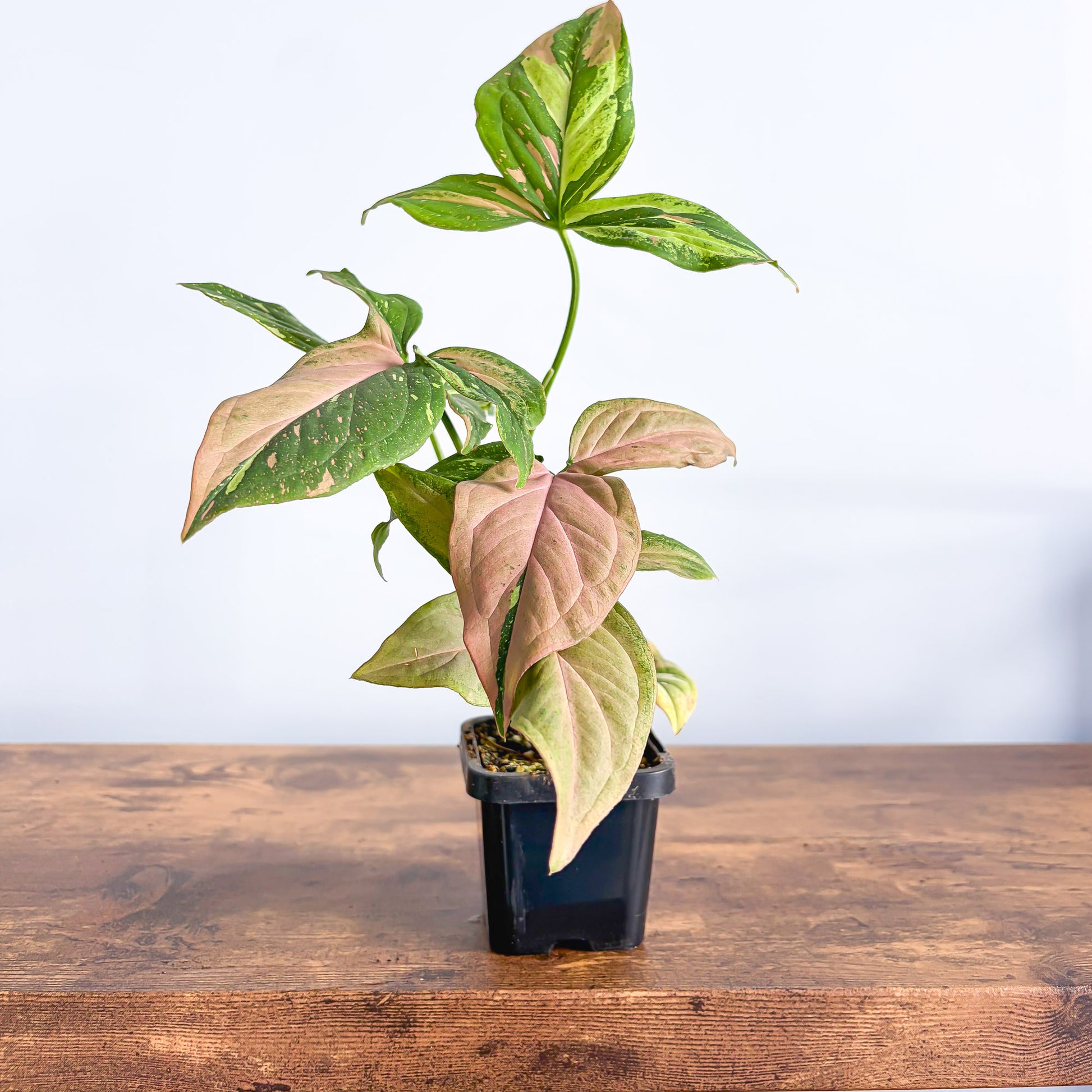 Syngonium Red Spot Tricolour | The Plant Boys