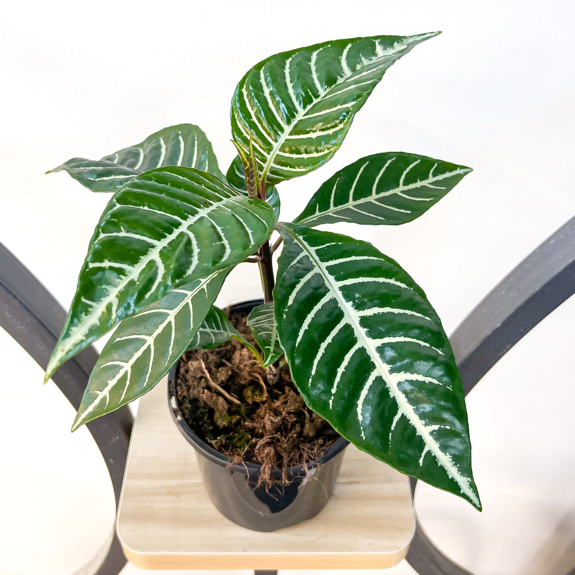 Aphelandra Zebra Plant | The Plant Boys