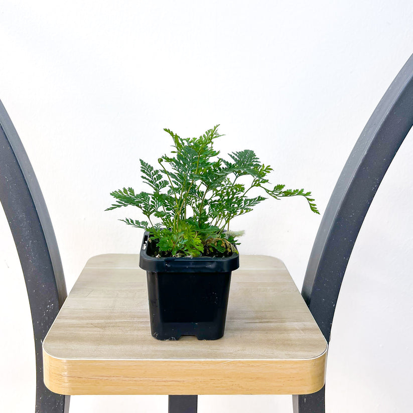 Humata White Rabbit’s Foot Fern – The Plant Boys