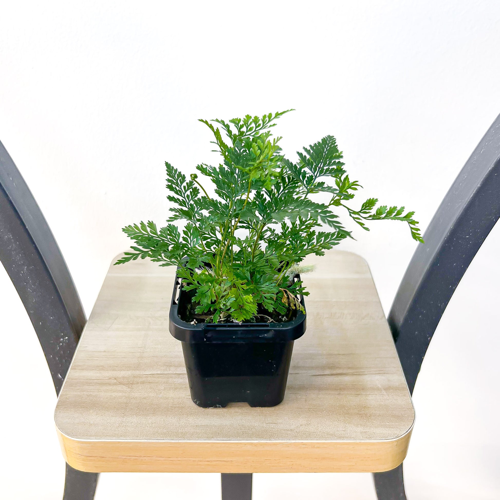 Humata White Rabbit’s Foot Fern | The Plant Boys
