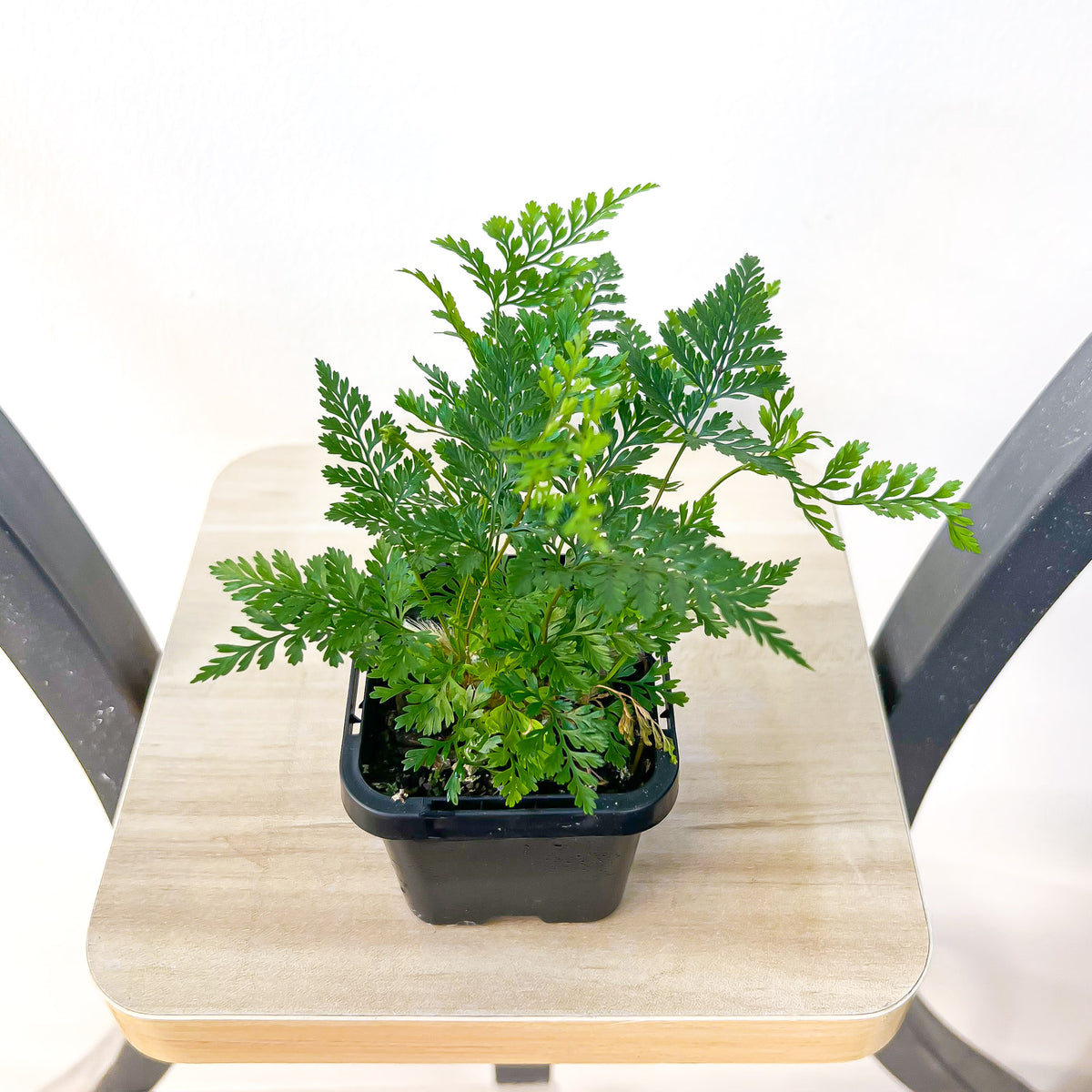 Humata White Rabbit’s Foot Fern – The Plant Boys