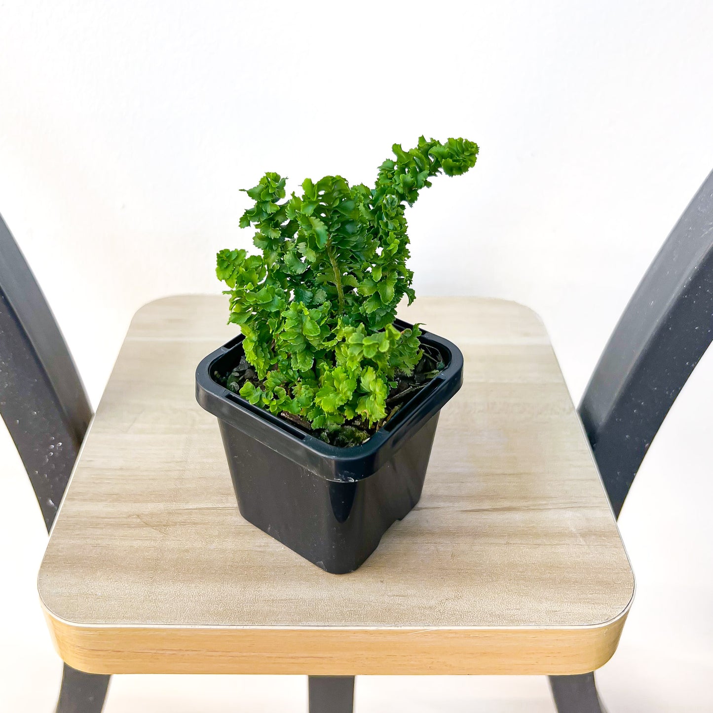 Nephrolepis Exaltata Emina Curly Boston Fern | The Plant Boys