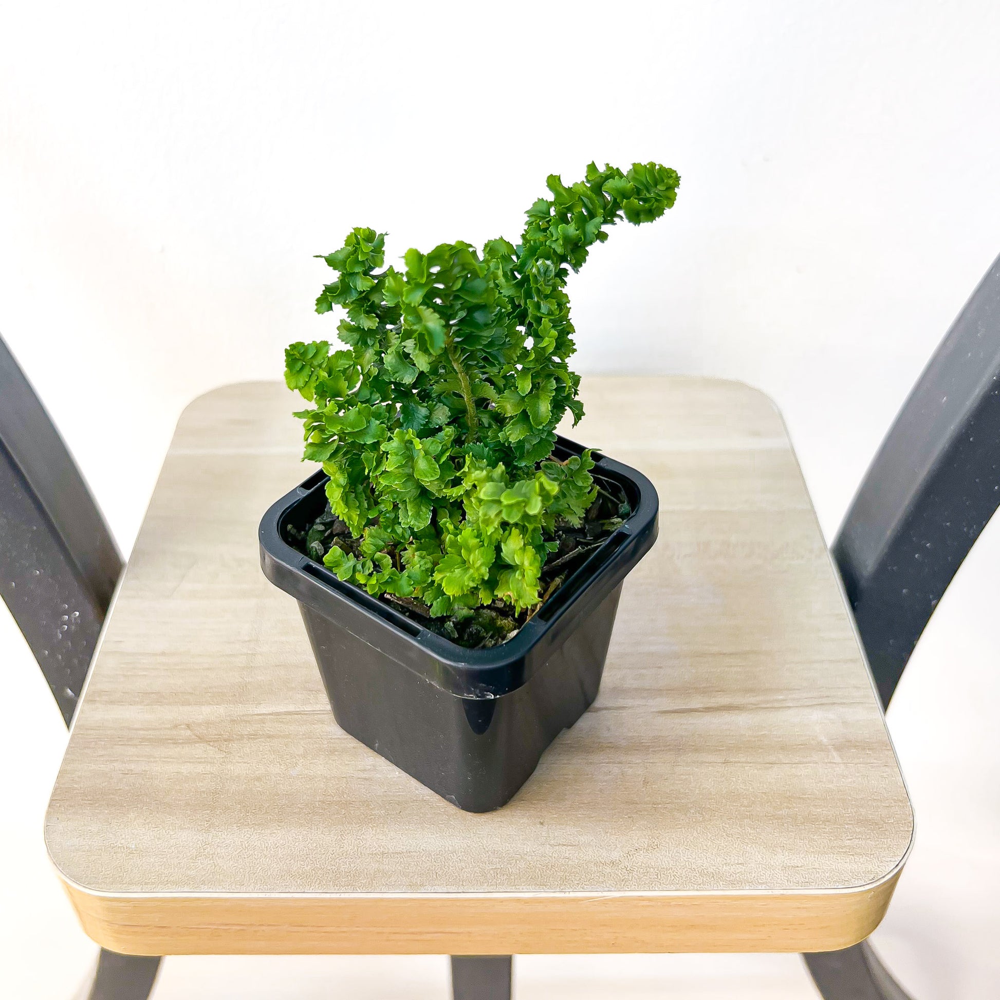 Nephrolepis Exaltata Emina Curly Boston Fern | The Plant Boys