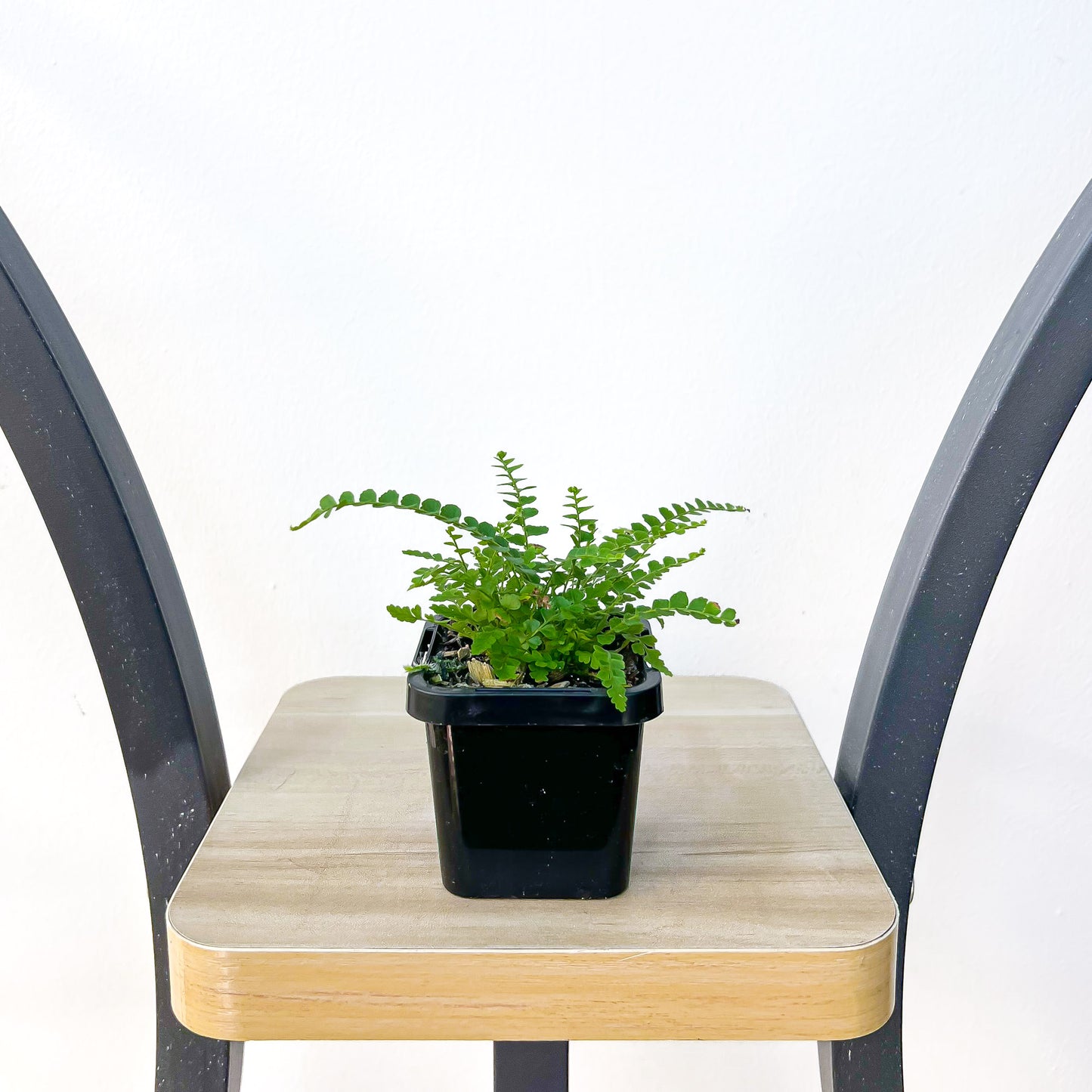 Nephrolepis Cordifolia Duffii Lemon Button Fern | The Plant Boys