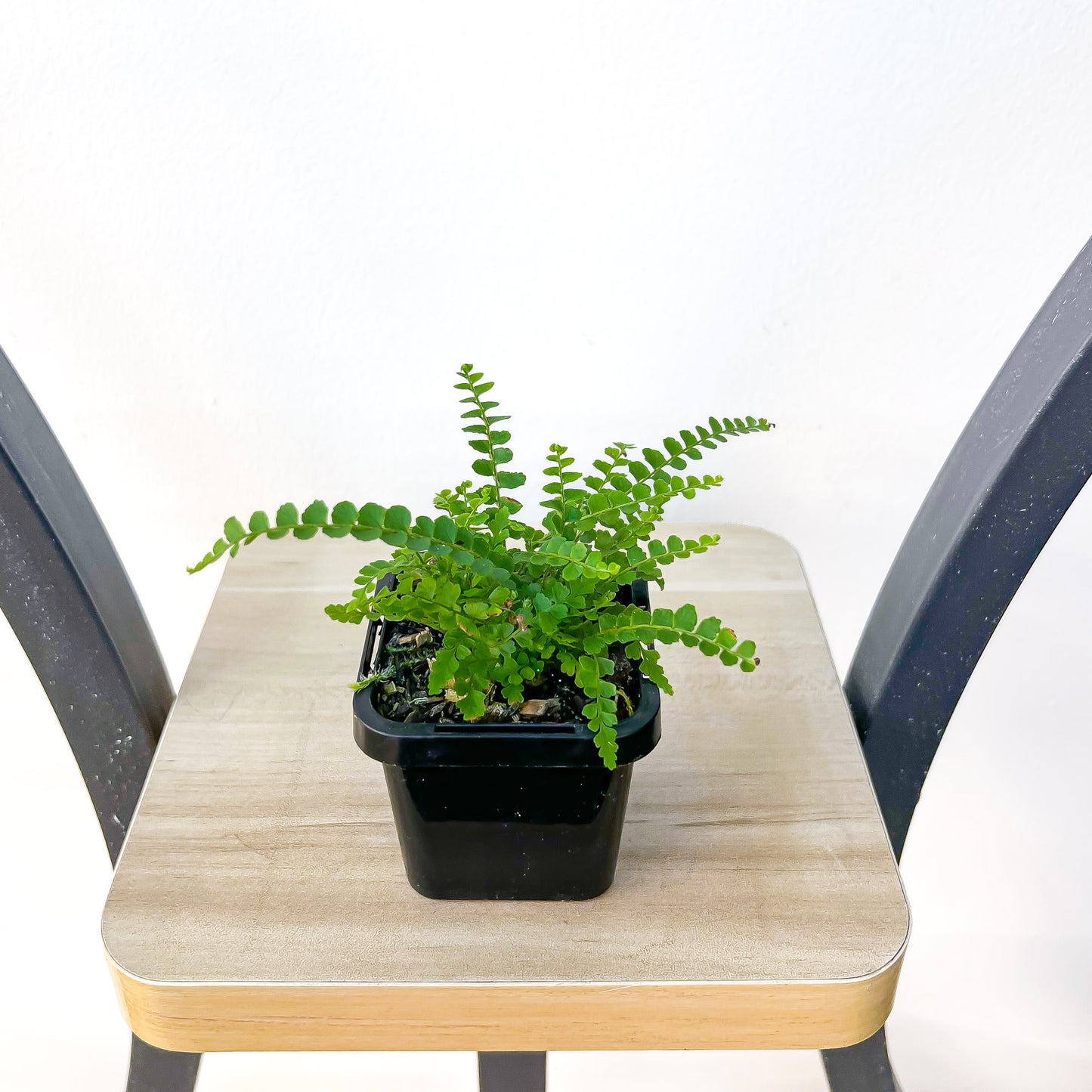 Nephrolepis Cordifolia Duffii Lemon Button Fern | The Plant Boys
