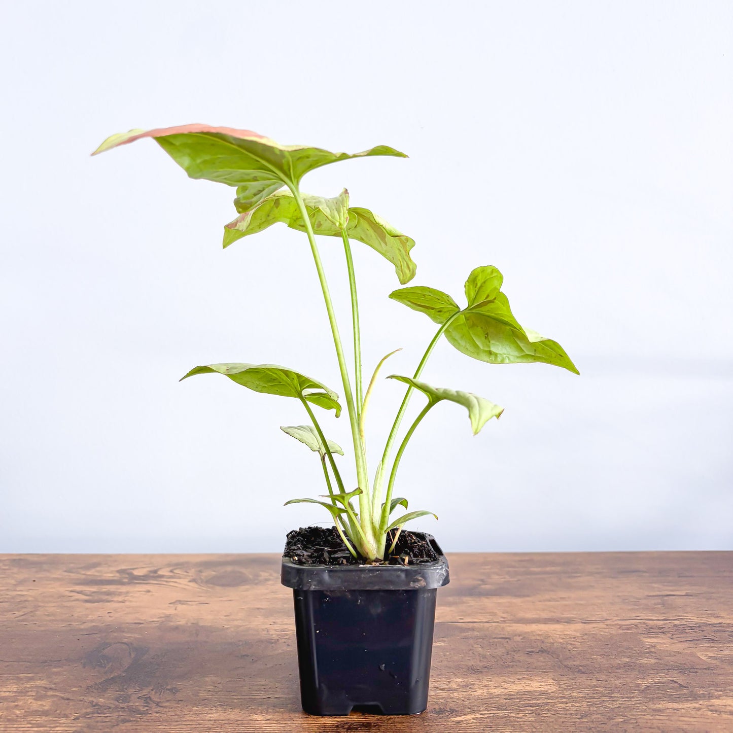 Syngonium Pink Salmon | The Plant Boys