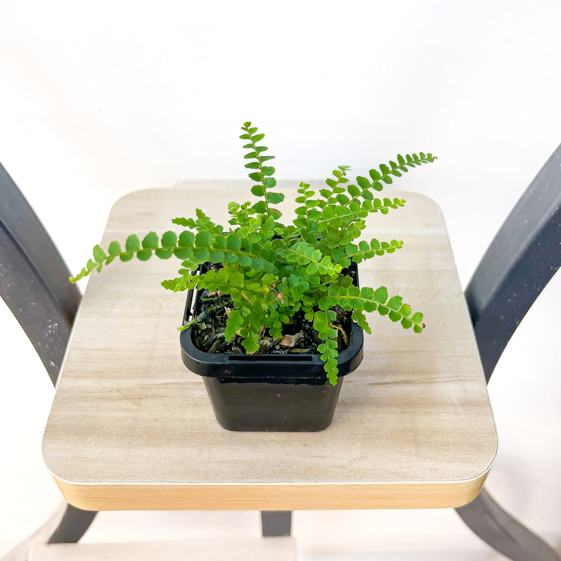 Nephrolepis Cordifolia Duffii Lemon Button Fern | The Plant Boys