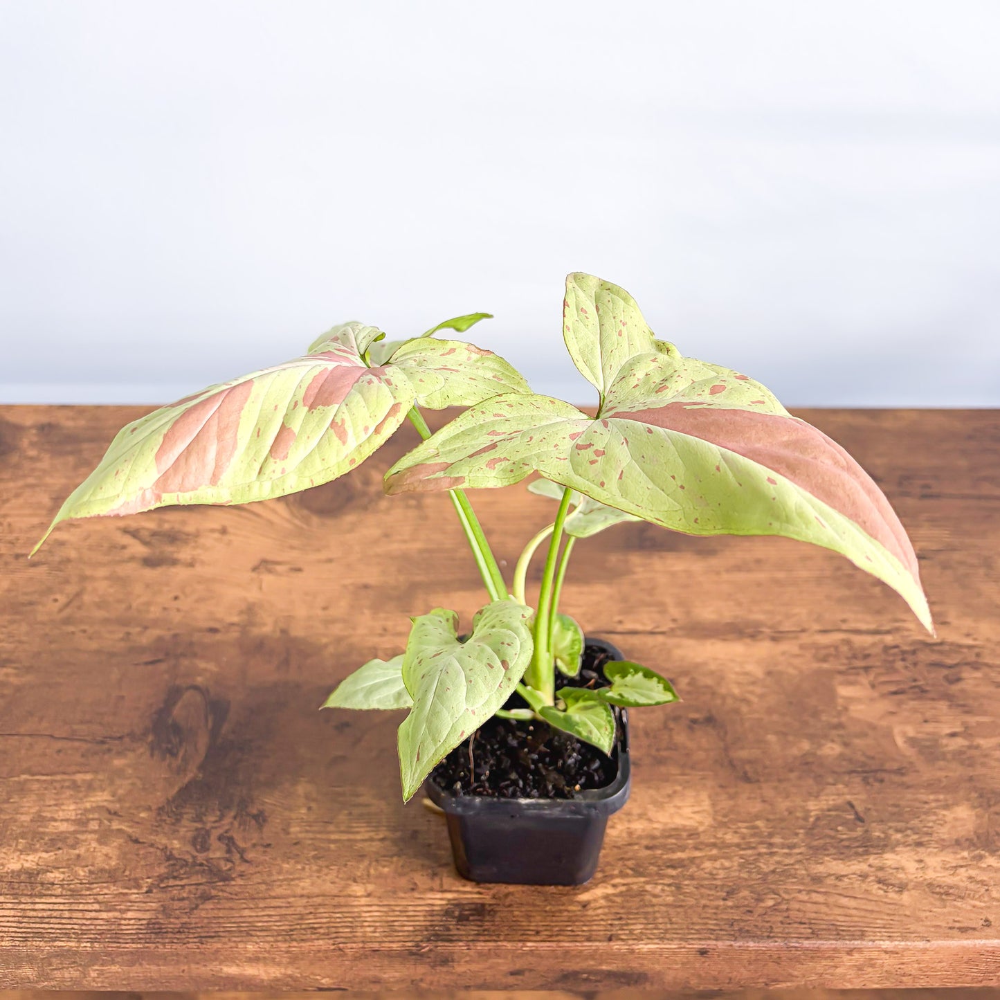 Syngonium Pink Salmon | The Plant Boys