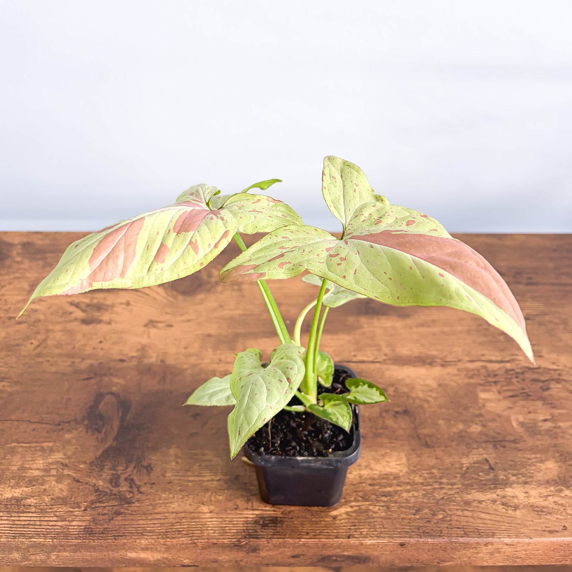 Syngonium Pink Salmon | The Plant Boys