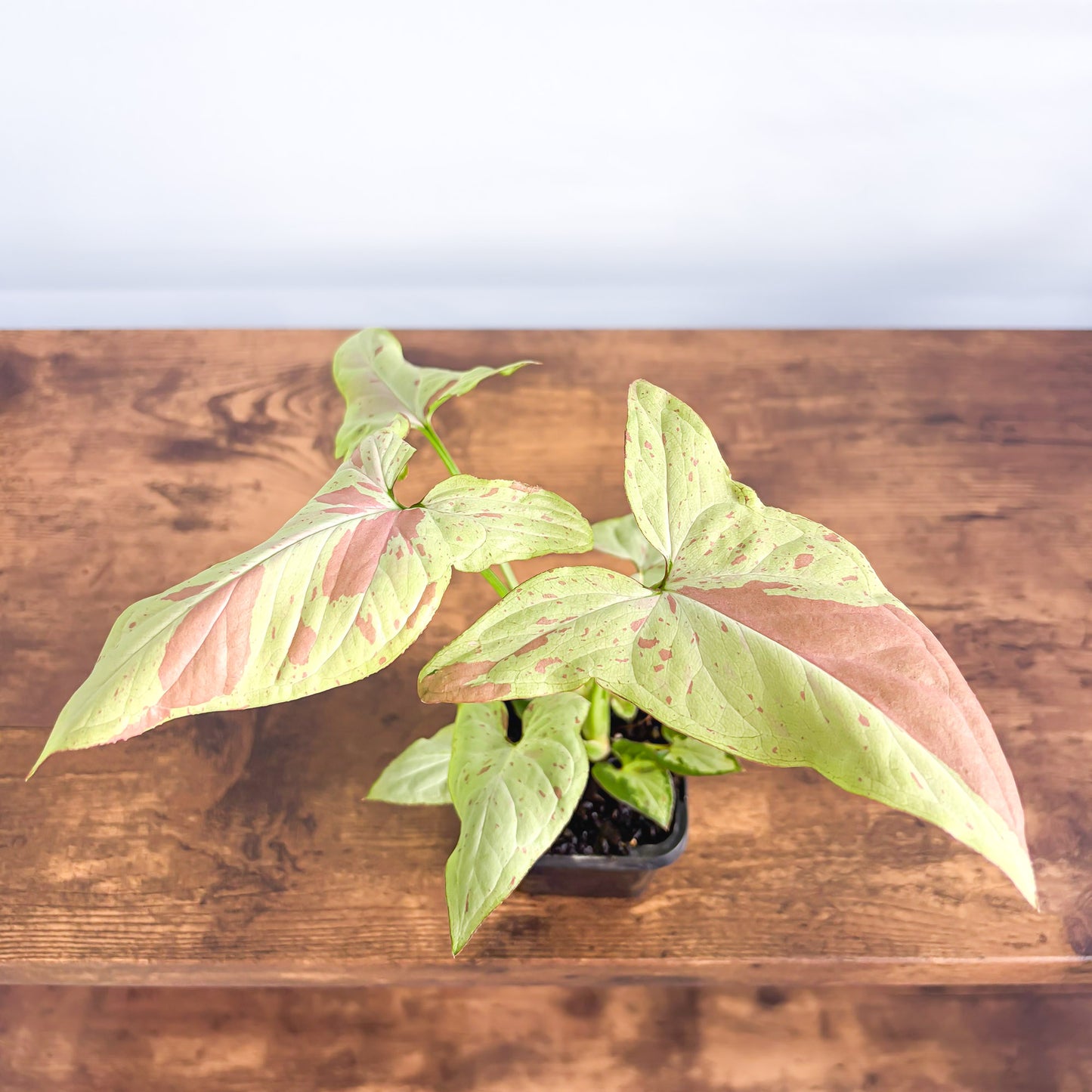 Syngonium Pink Salmon | The Plant Boys
