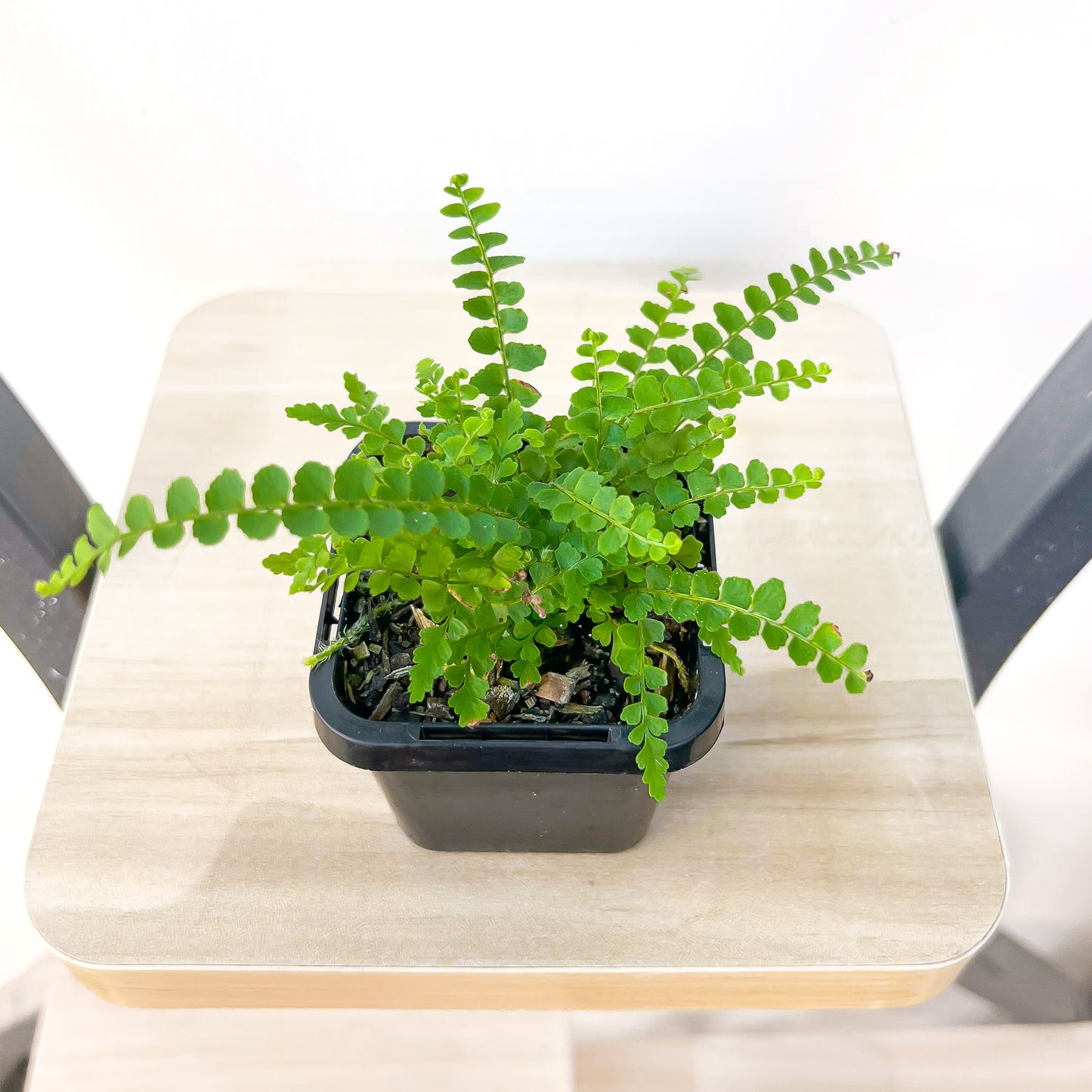 Nephrolepis Cordifolia Duffii Lemon Button Fern | The Plant Boys