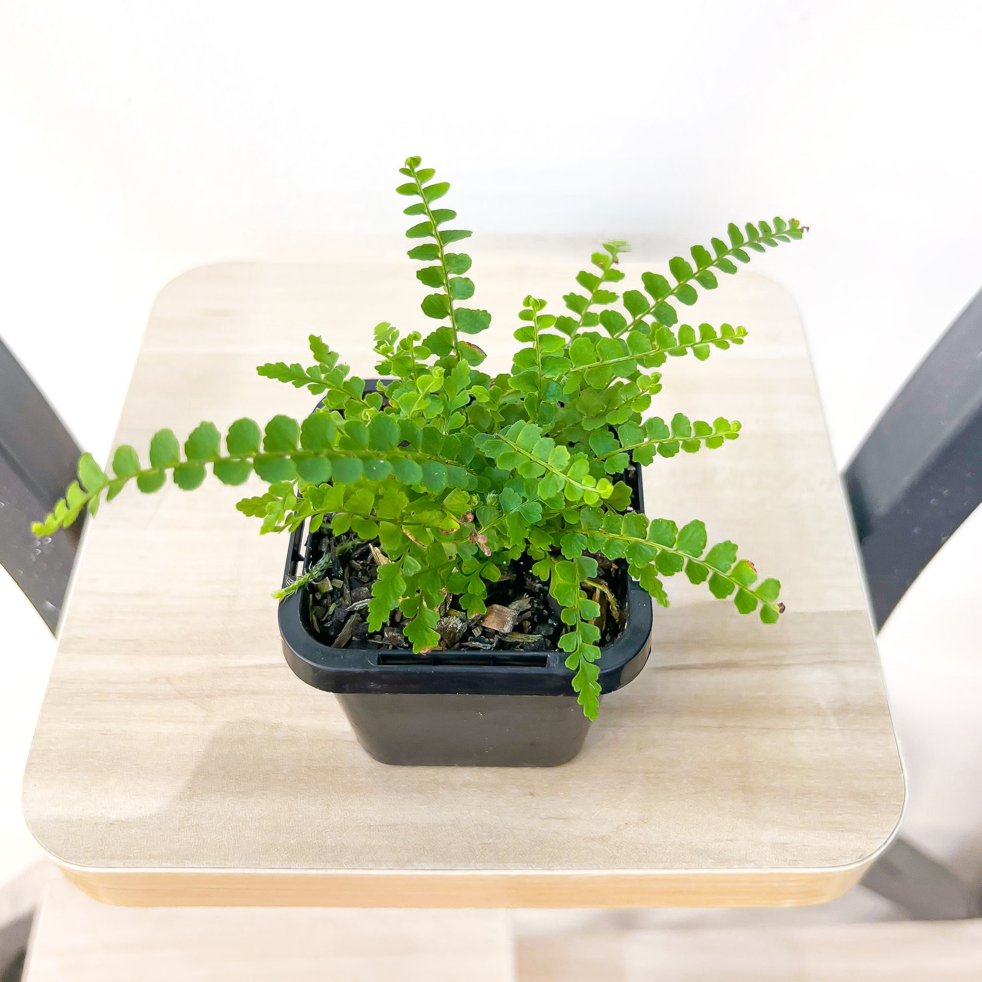 Nephrolepis Cordifolia Duffii Lemon Button Fern | The Plant Boys