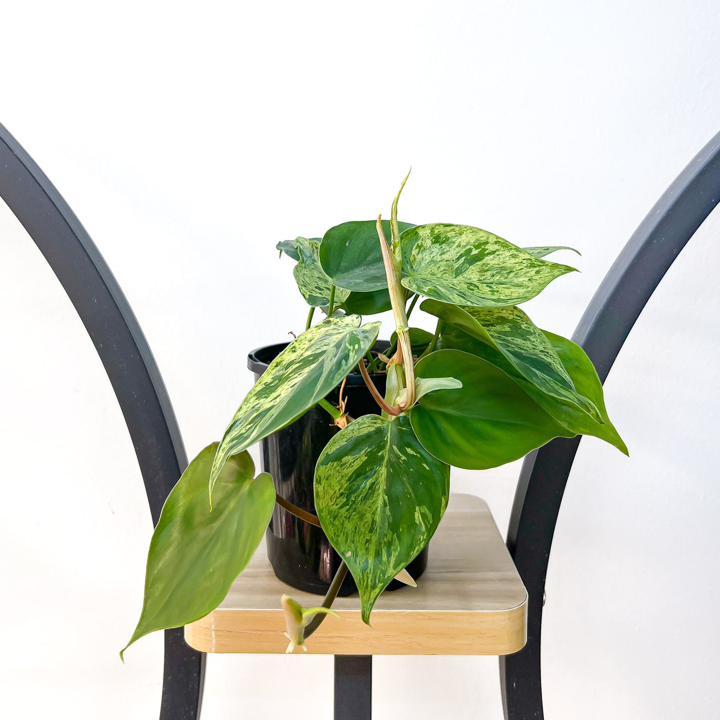 Philodendron Heart Leaf Variegated | The Plant Boys