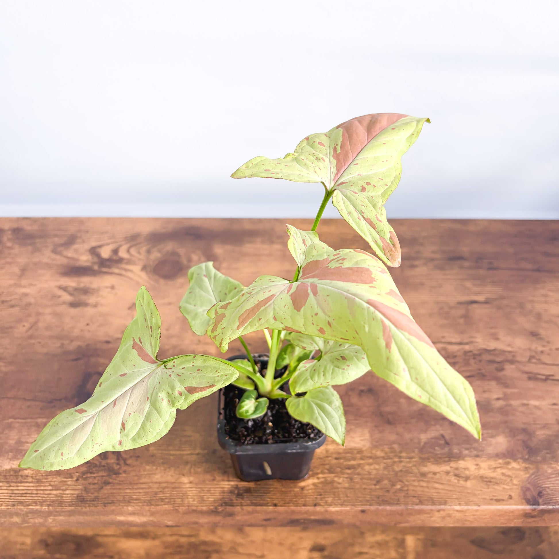 Syngonium Pink Salmon | The Plant Boys