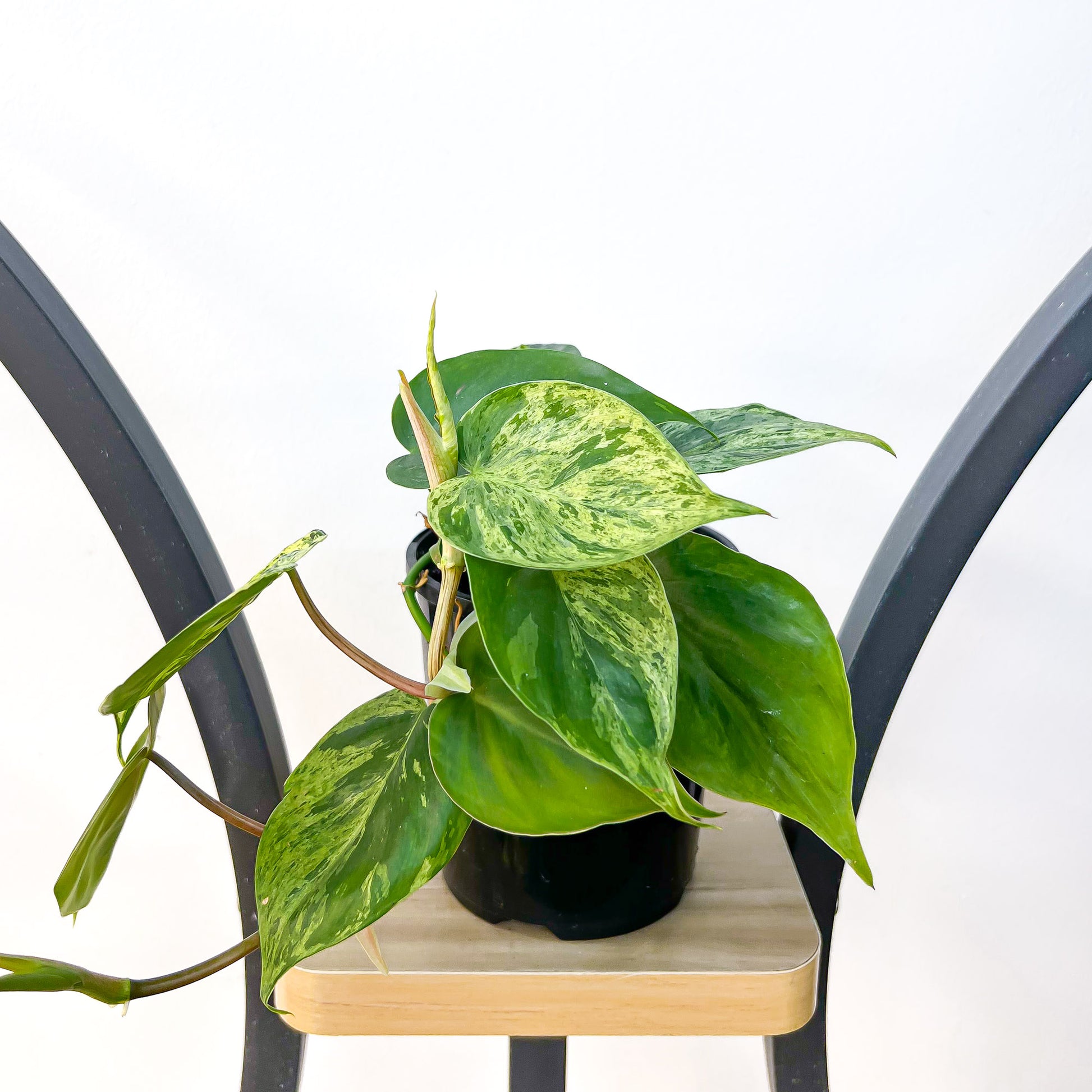 Philodendron Heart Leaf Variegated | The Plant Boys