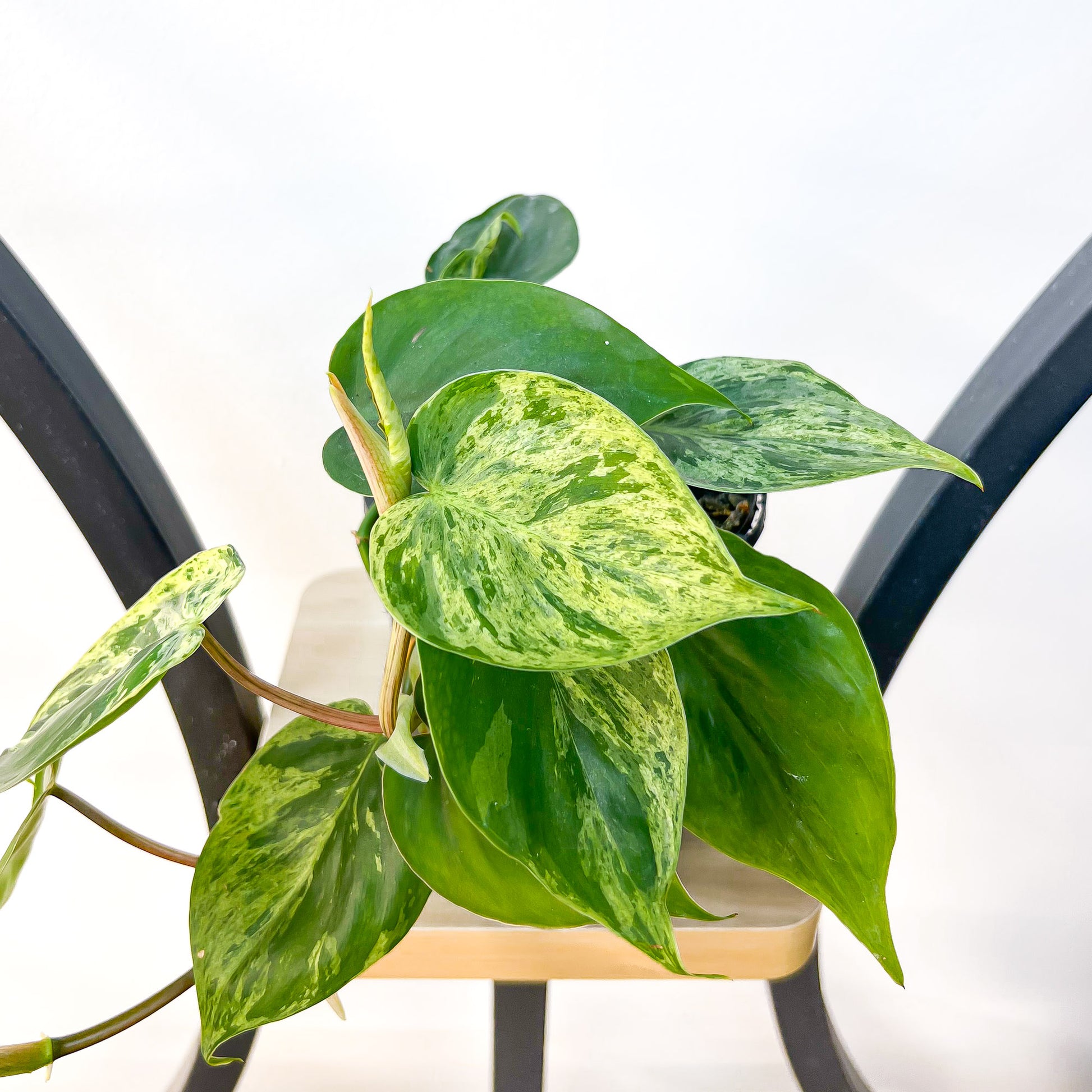 Philodendron Heart Leaf Variegated | The Plant Boys