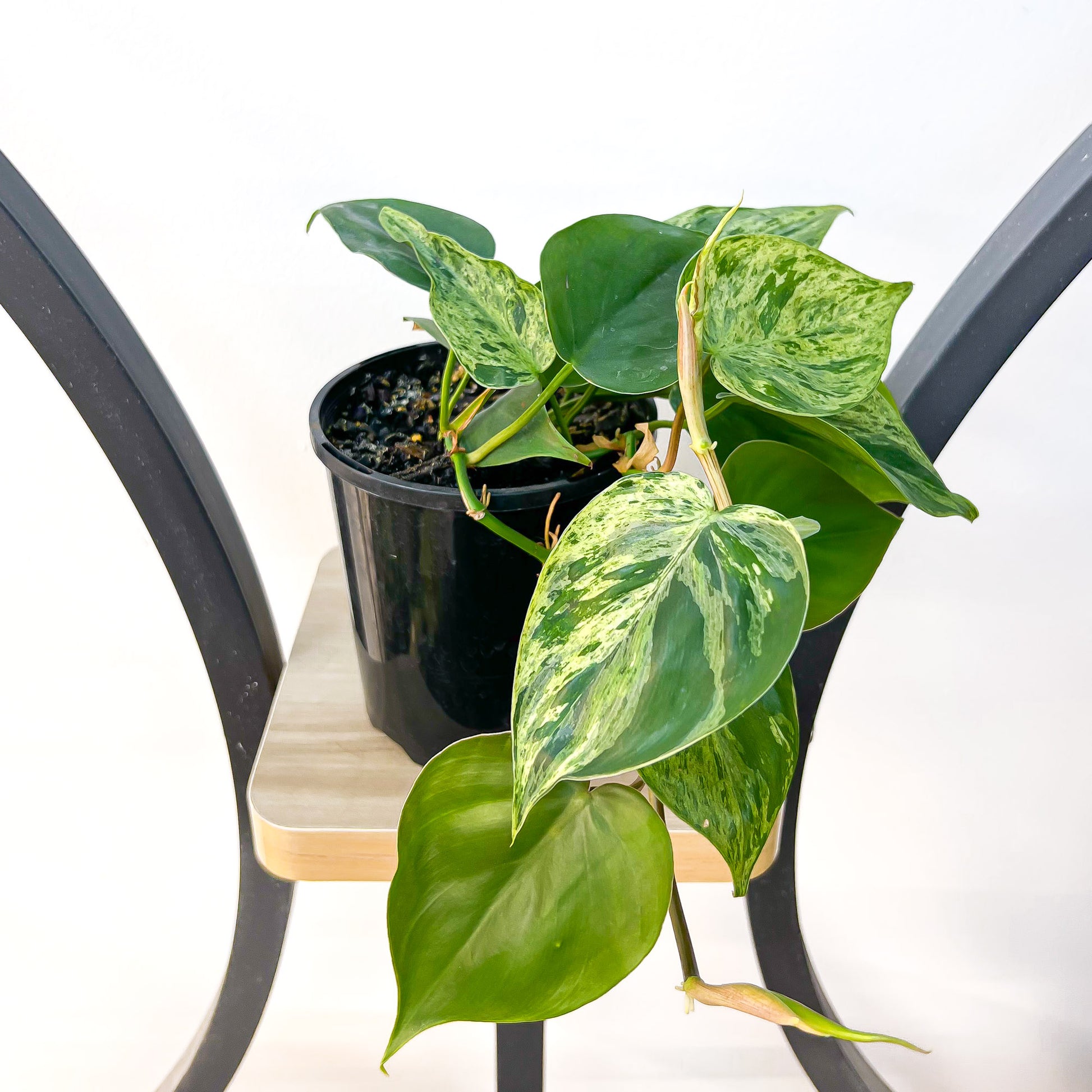 gold heart leaf philodendron Philodendron Heart Leaf Variegated – The Plant Boys