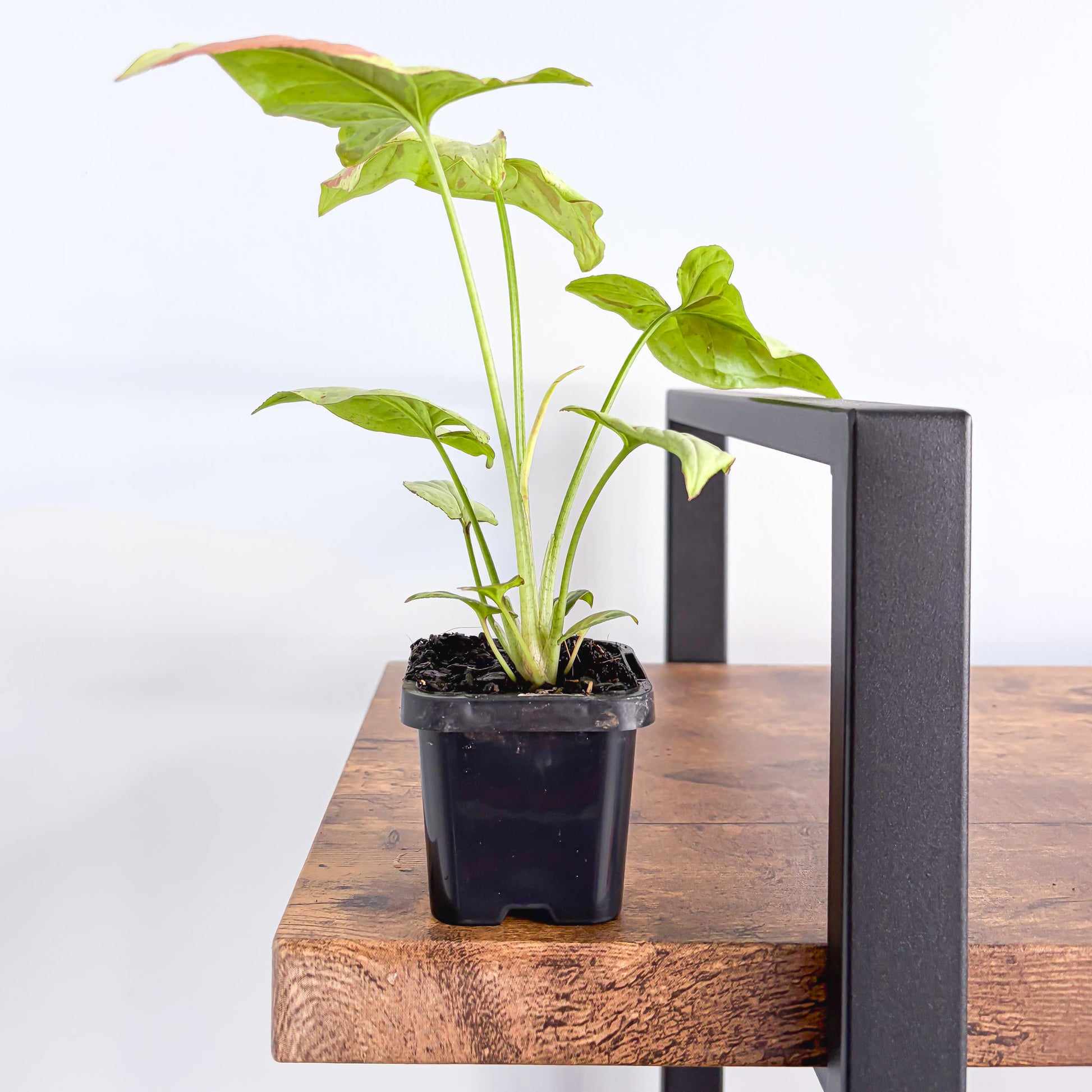 Syngonium Pink Salmon | The Plant Boys