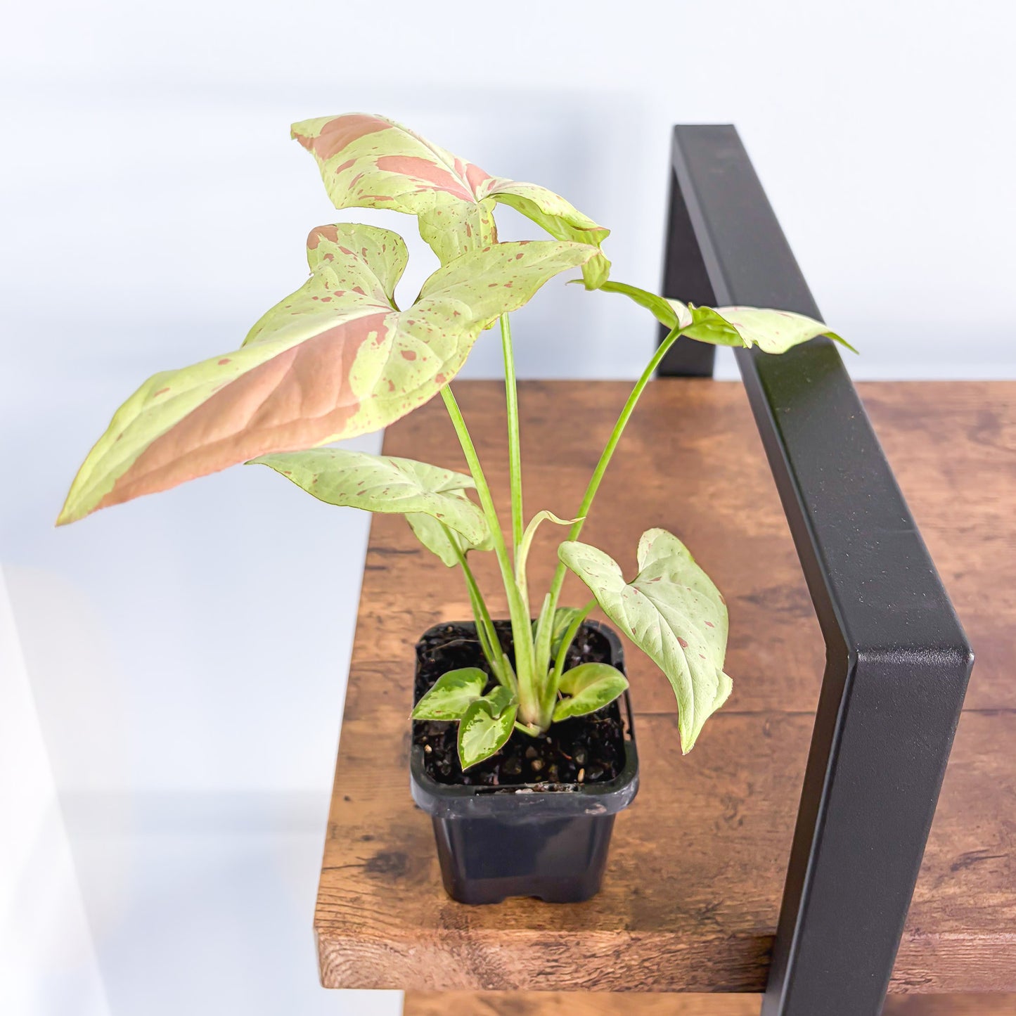 Syngonium Pink Salmon | The Plant Boys