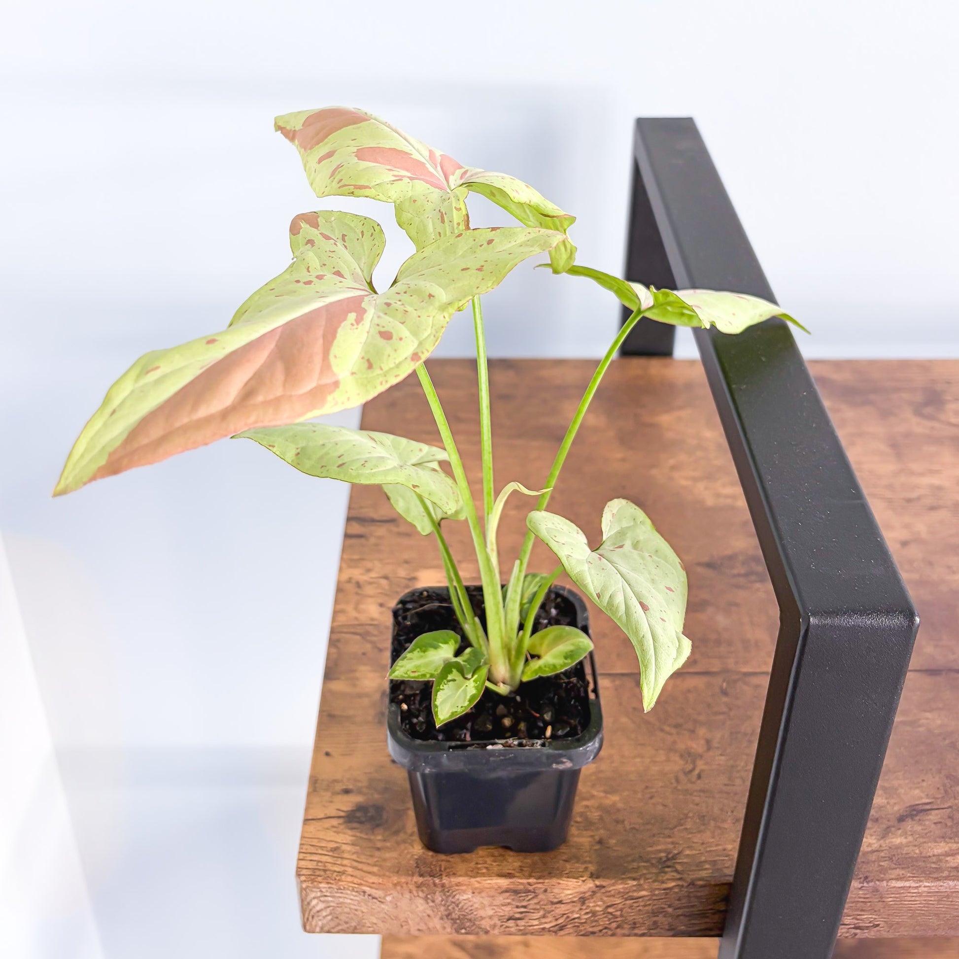 Syngonium Pink Salmon | The Plant Boys