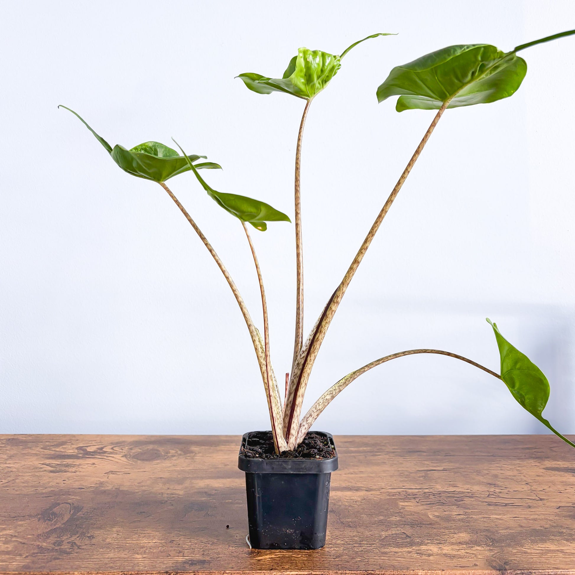 Alocasia Stingray | The Plant Boys