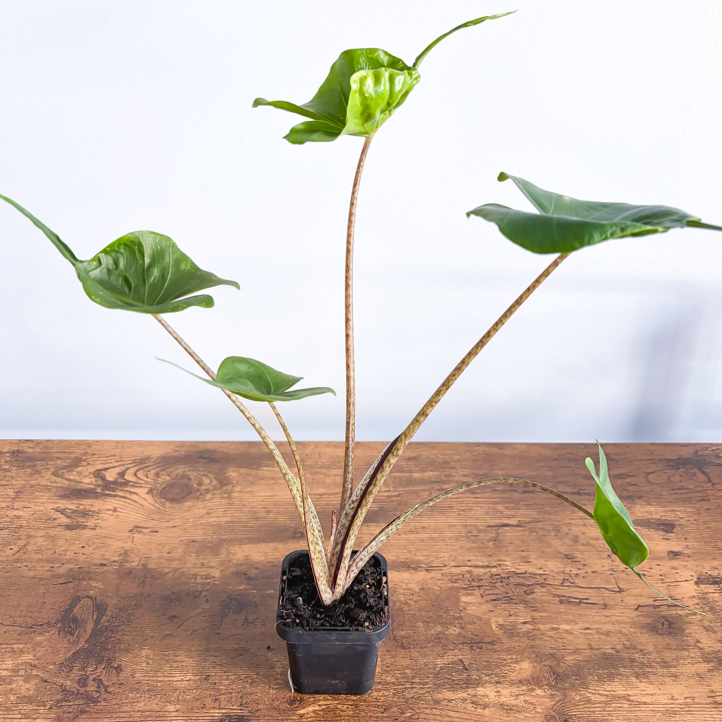 Alocasia Stingray | The Plant Boys