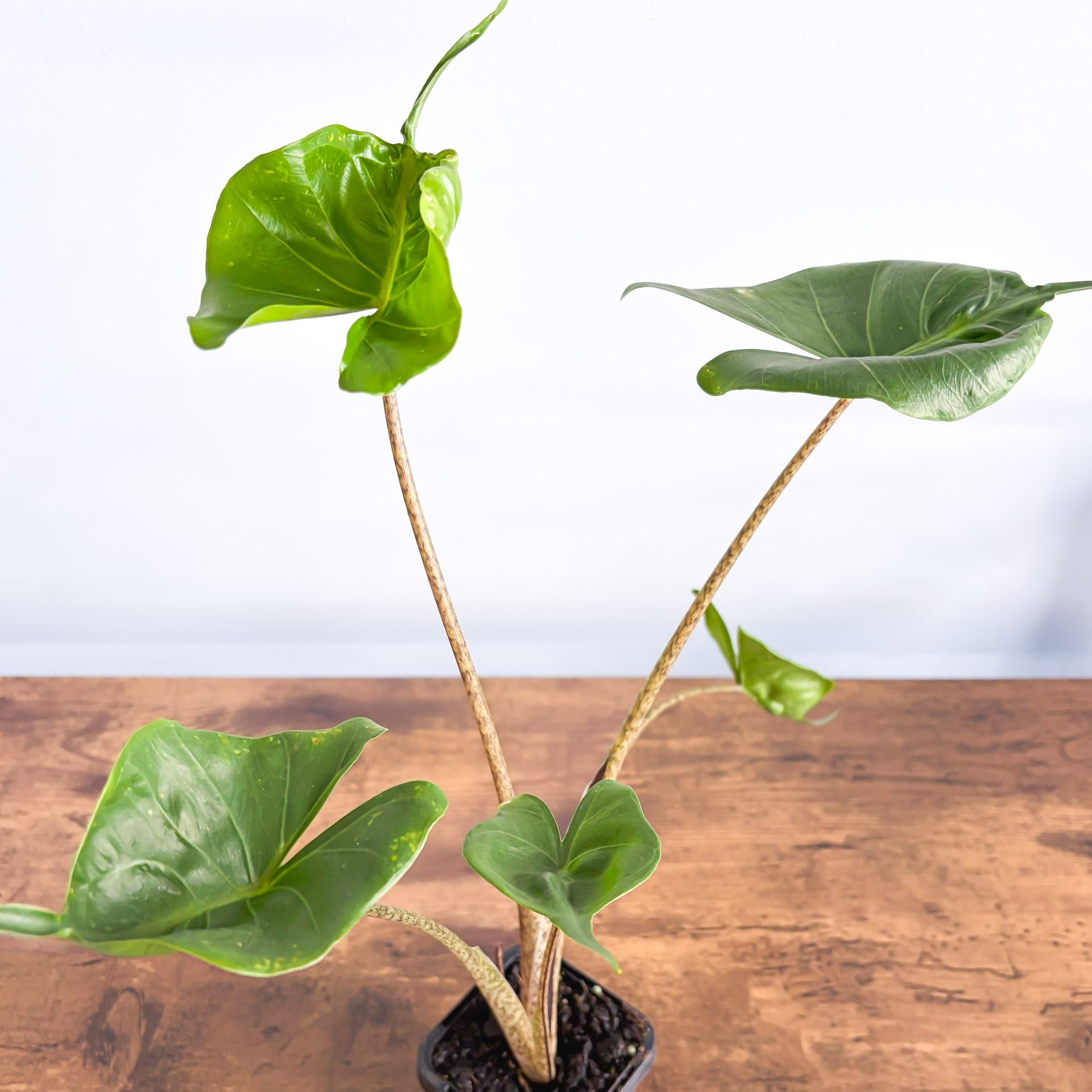 Alocasia Stingray | The Plant Boys