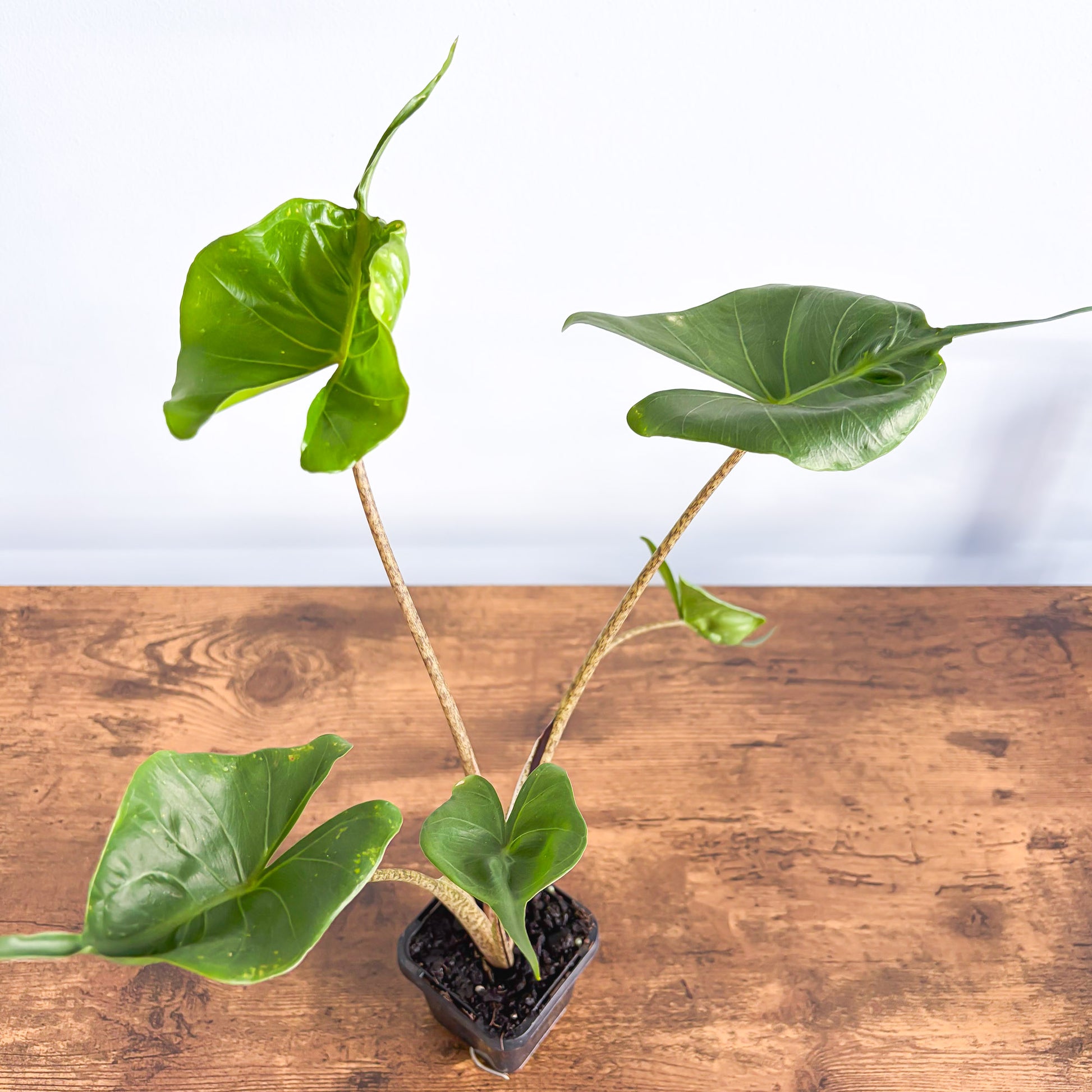 Alocasia Stingray | The Plant Boys