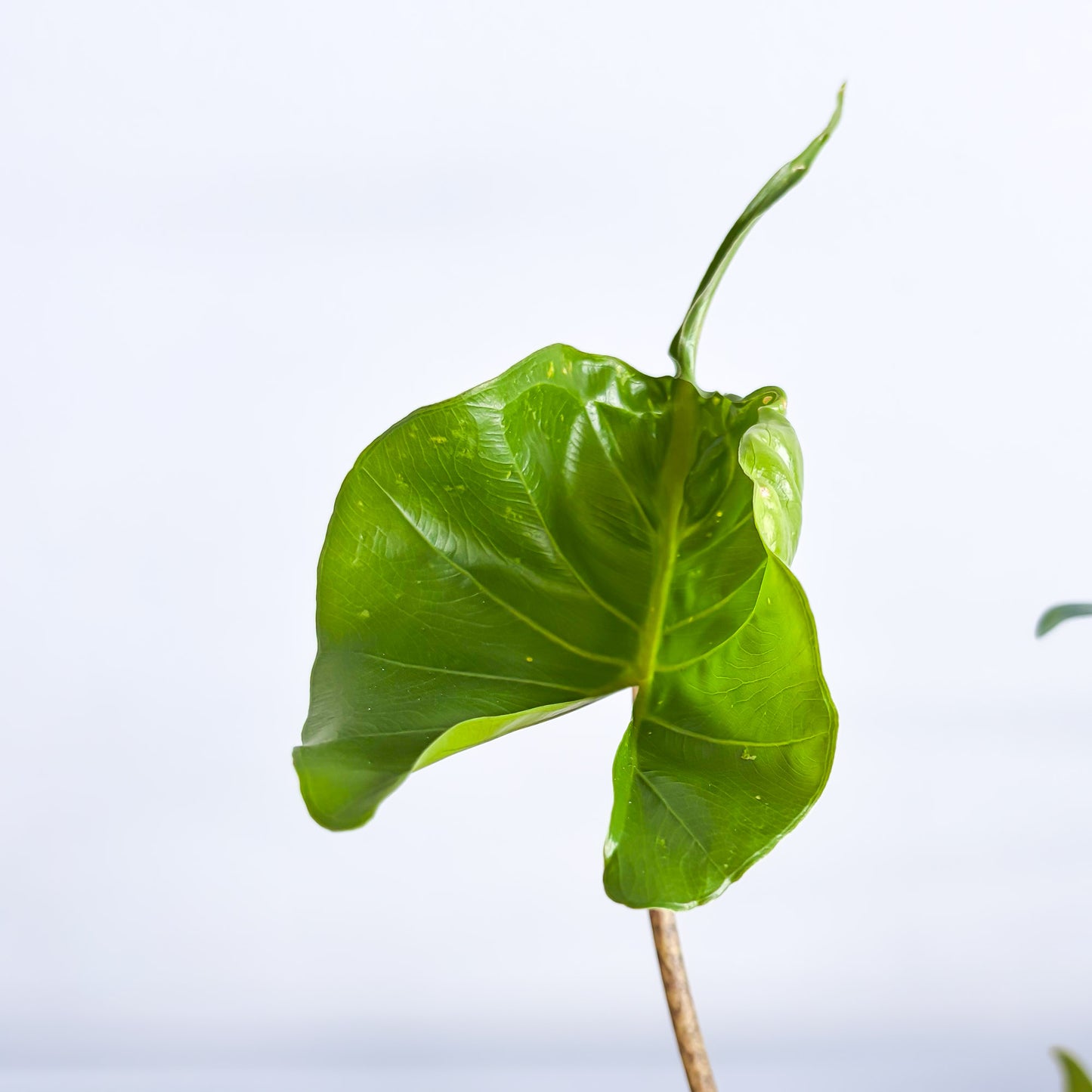 Alocasia Stingray | The Plant Boys
