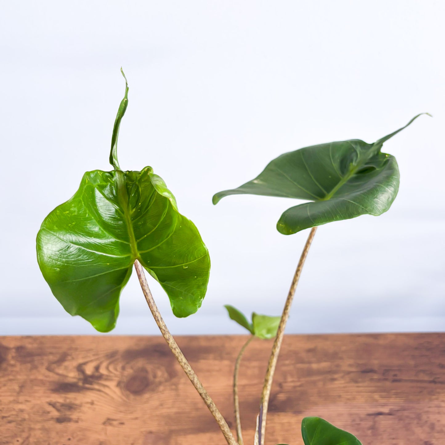 Alocasia Stingray | The Plant Boys