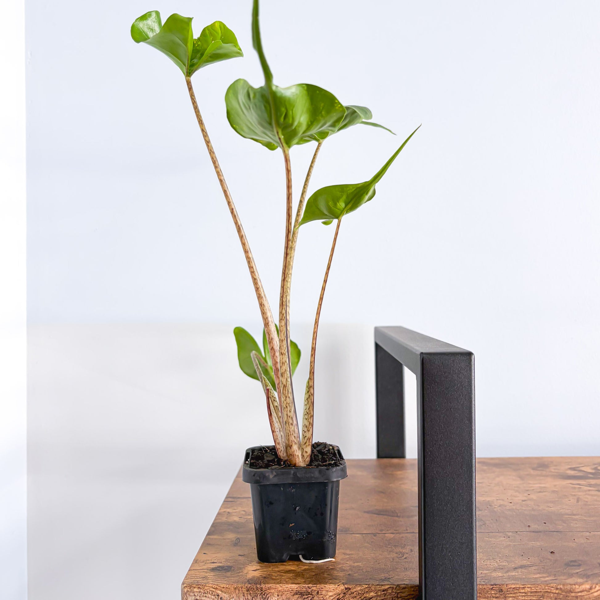 Alocasia Stingray | The Plant Boys