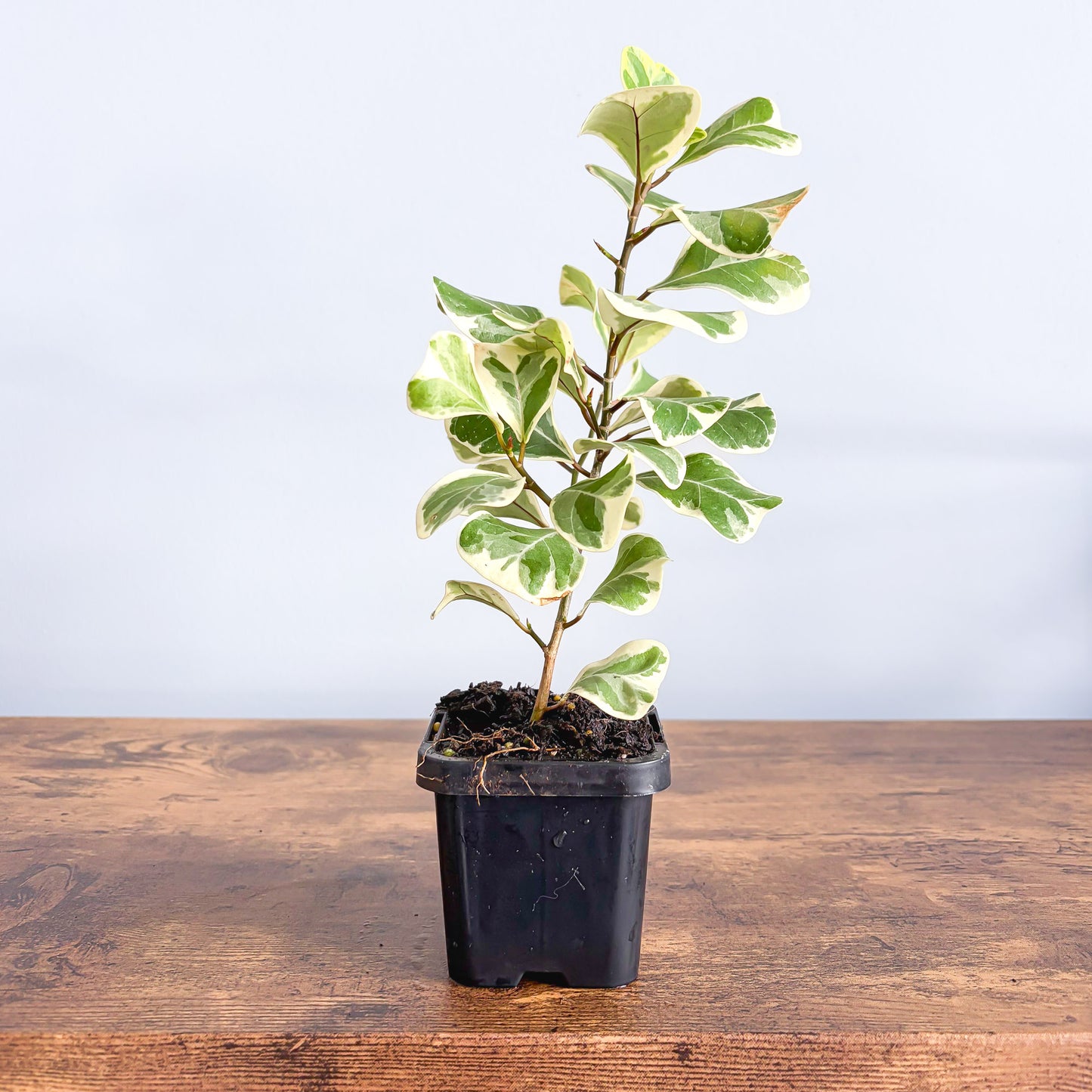 Ficus Triangularis Variegated Albo | The Plant Boys
