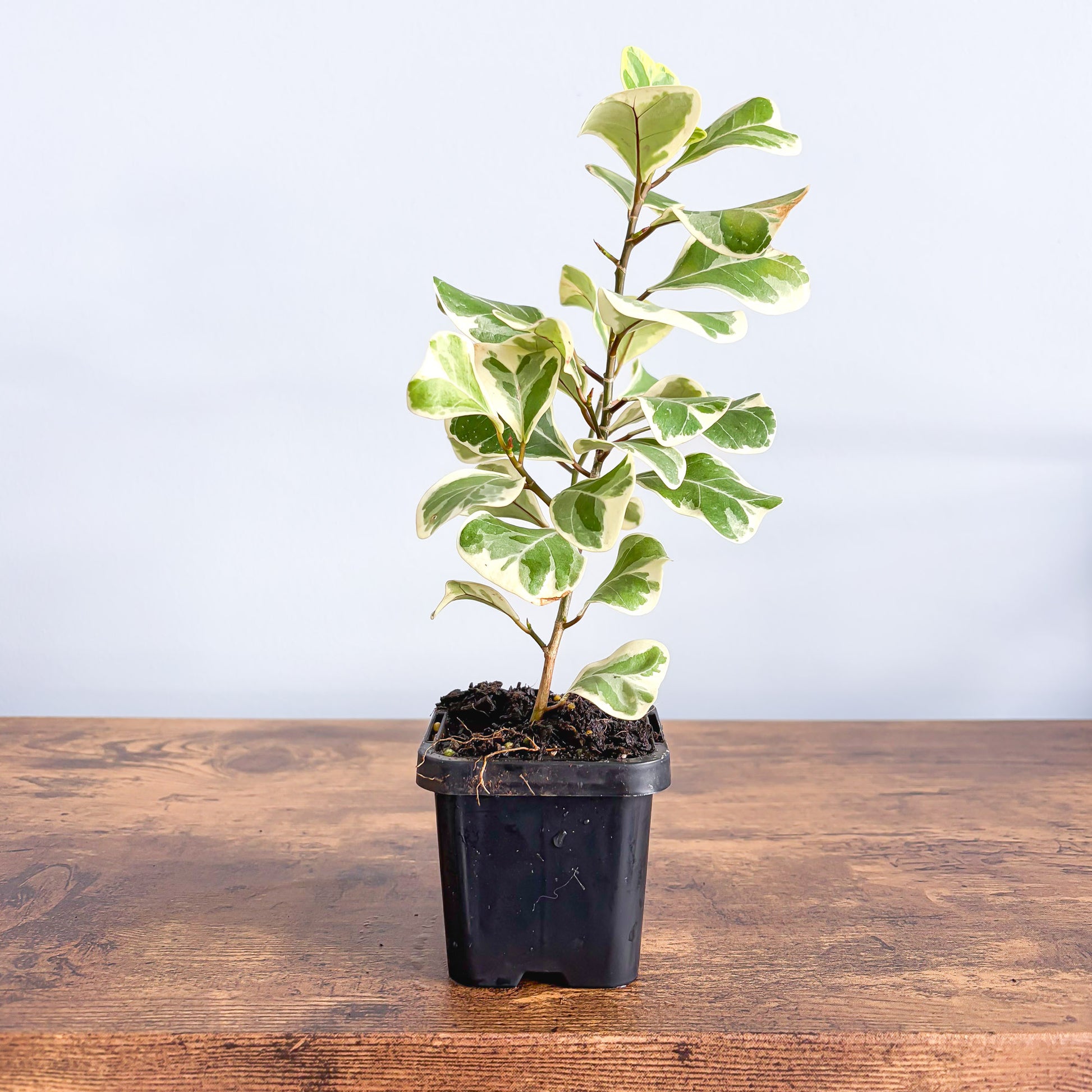 Ficus Triangularis Variegated Albo | The Plant Boys