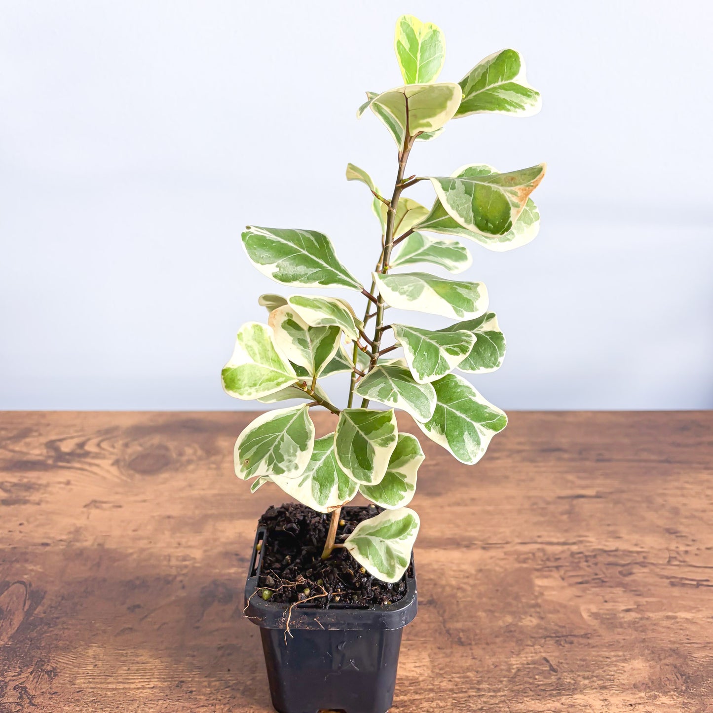 Ficus Triangularis Variegated Albo | The Plant Boys