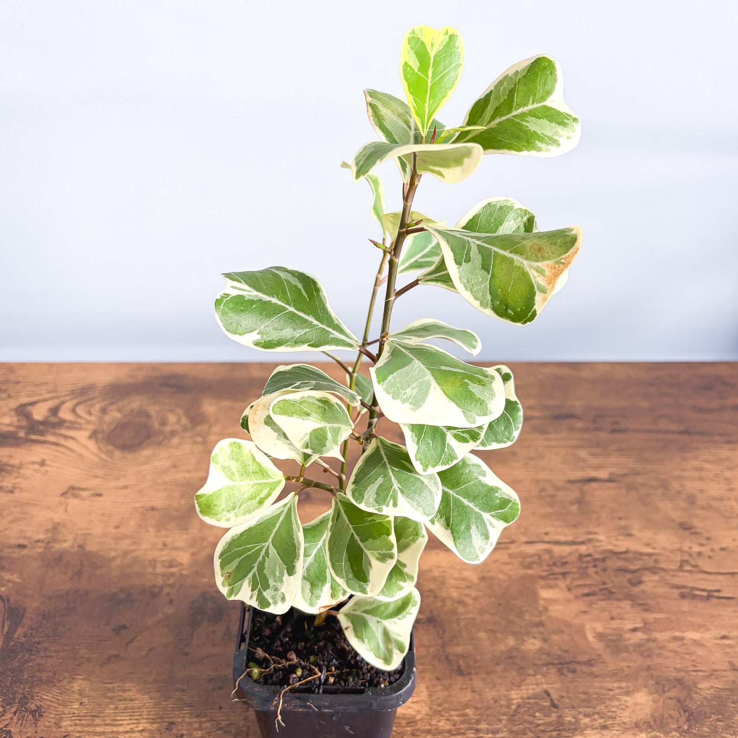 Ficus Triangularis Variegated Albo | The Plant Boys