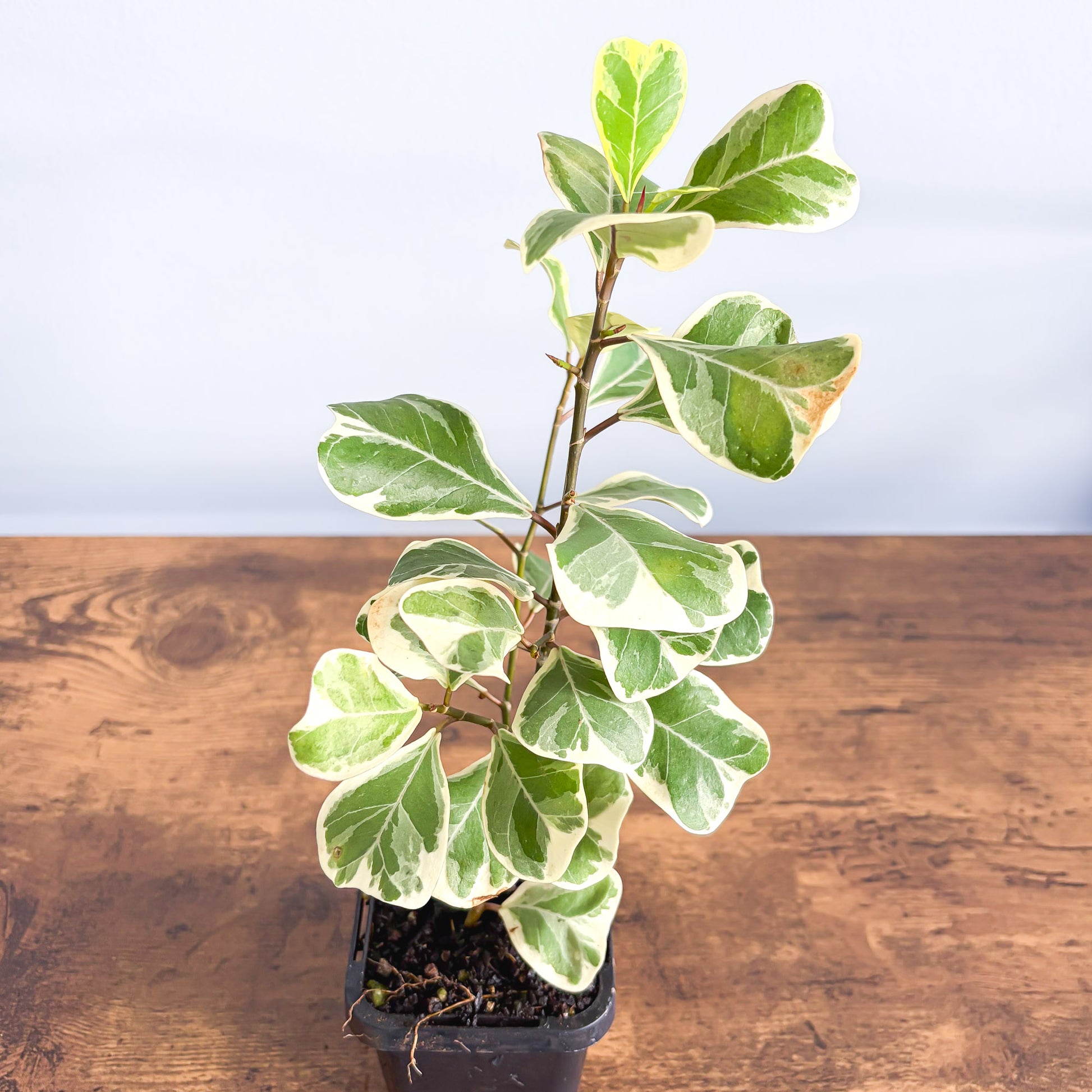 Ficus Triangularis Variegated Albo | The Plant Boys