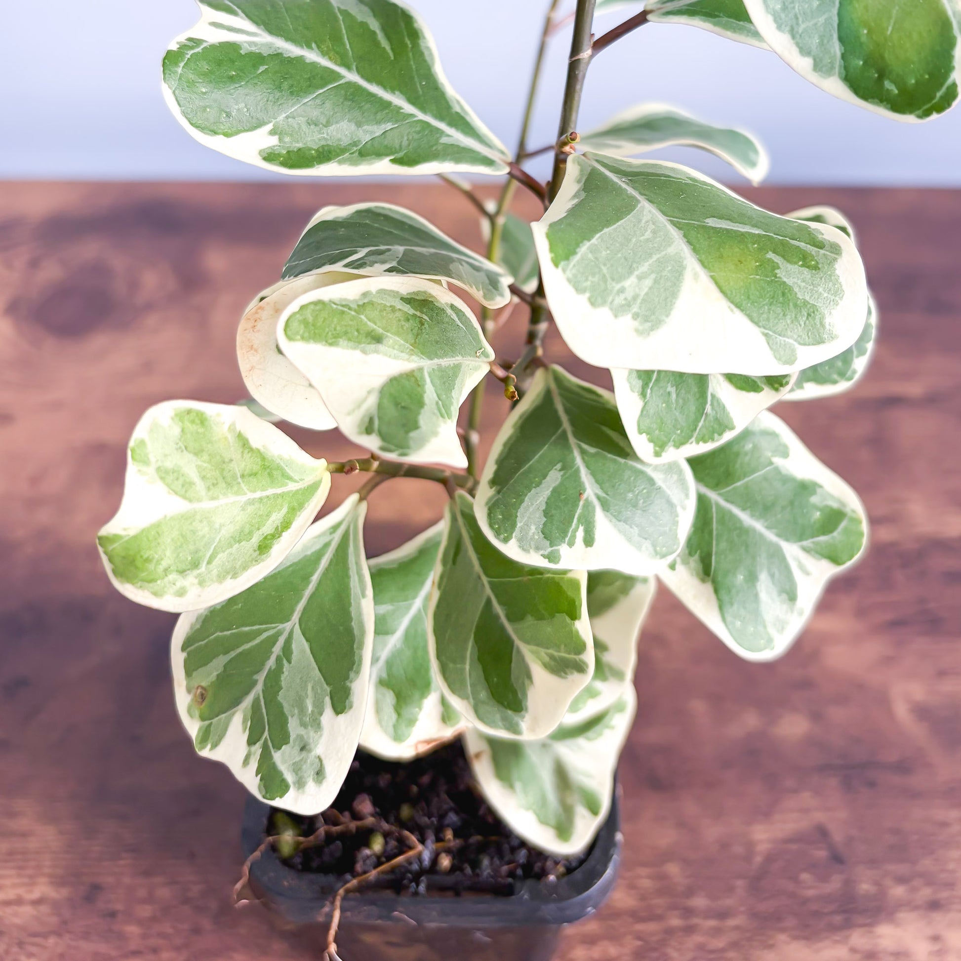 Ficus Triangularis Variegated Albo | The Plant Boys