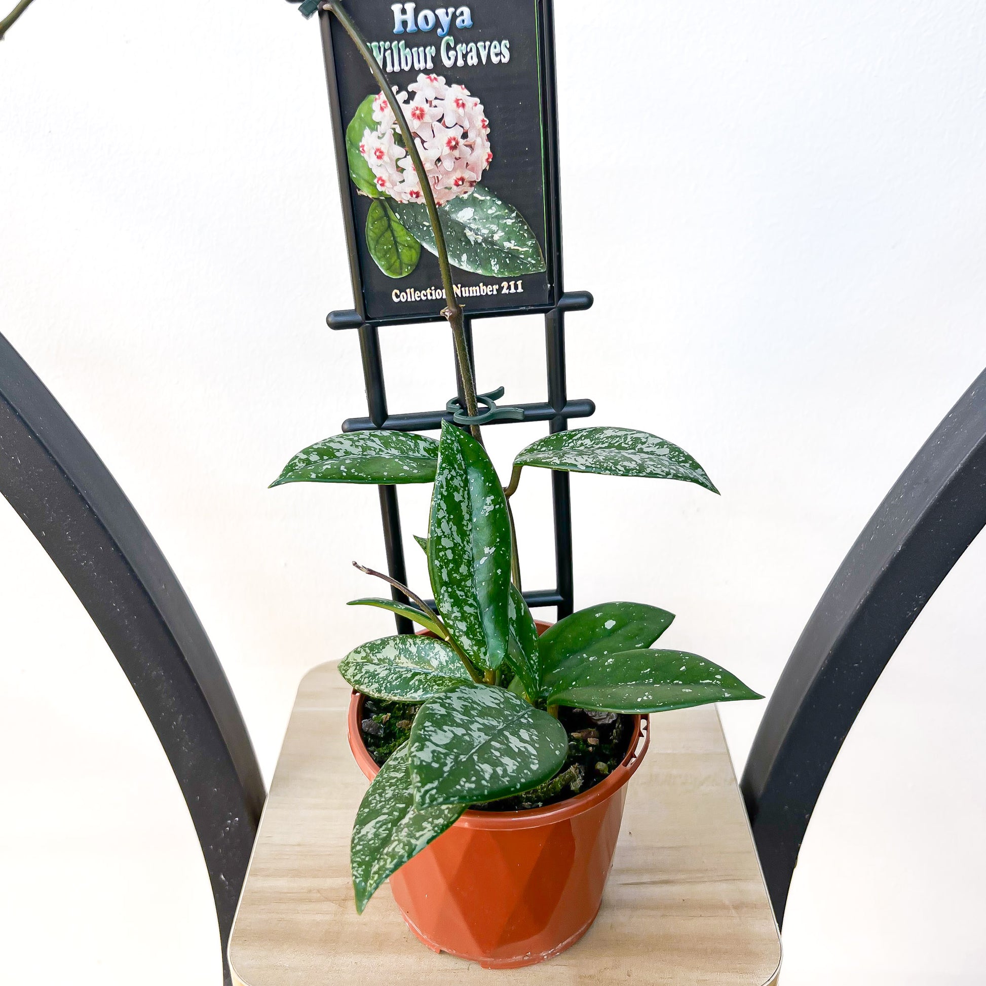Hoya Wilbur Graves | The Plant Boys