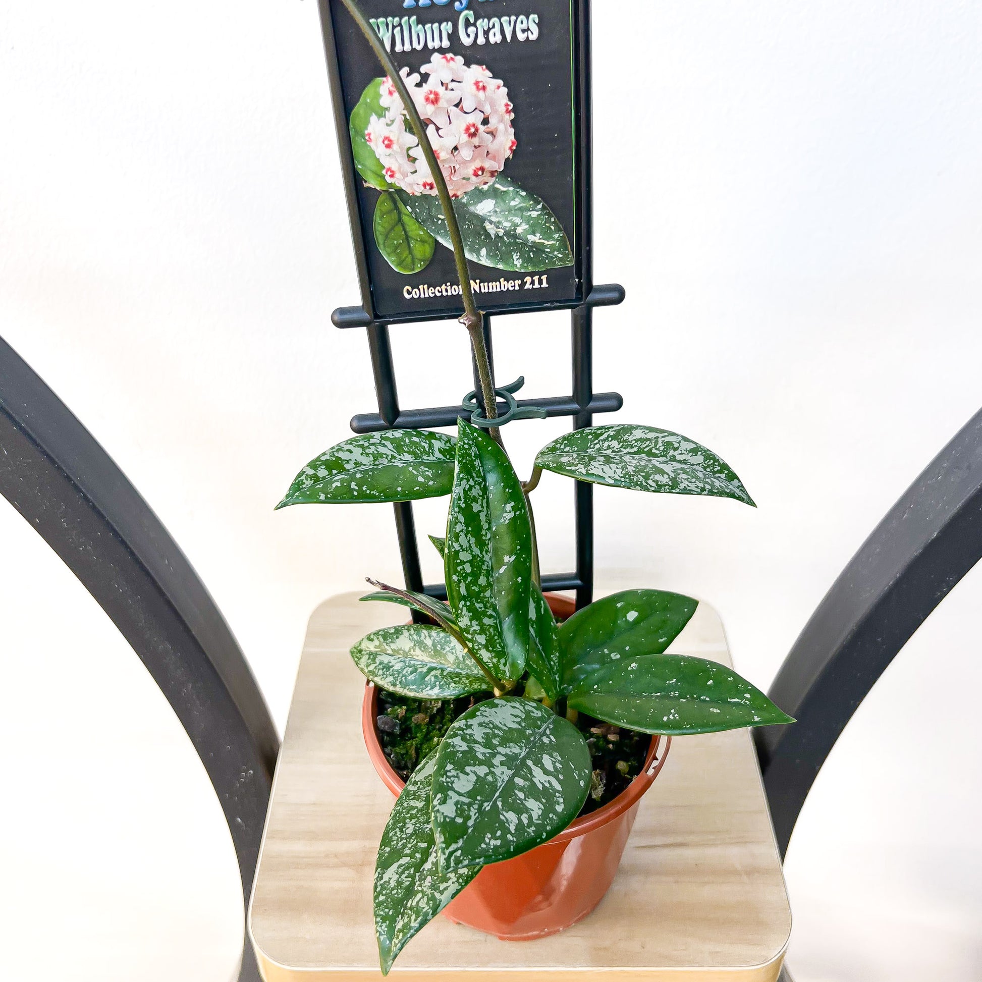 Hoya Wilbur Graves | The Plant Boys