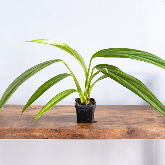 Epipremnum Amplissimum Silver Spirit | The Plant Boys