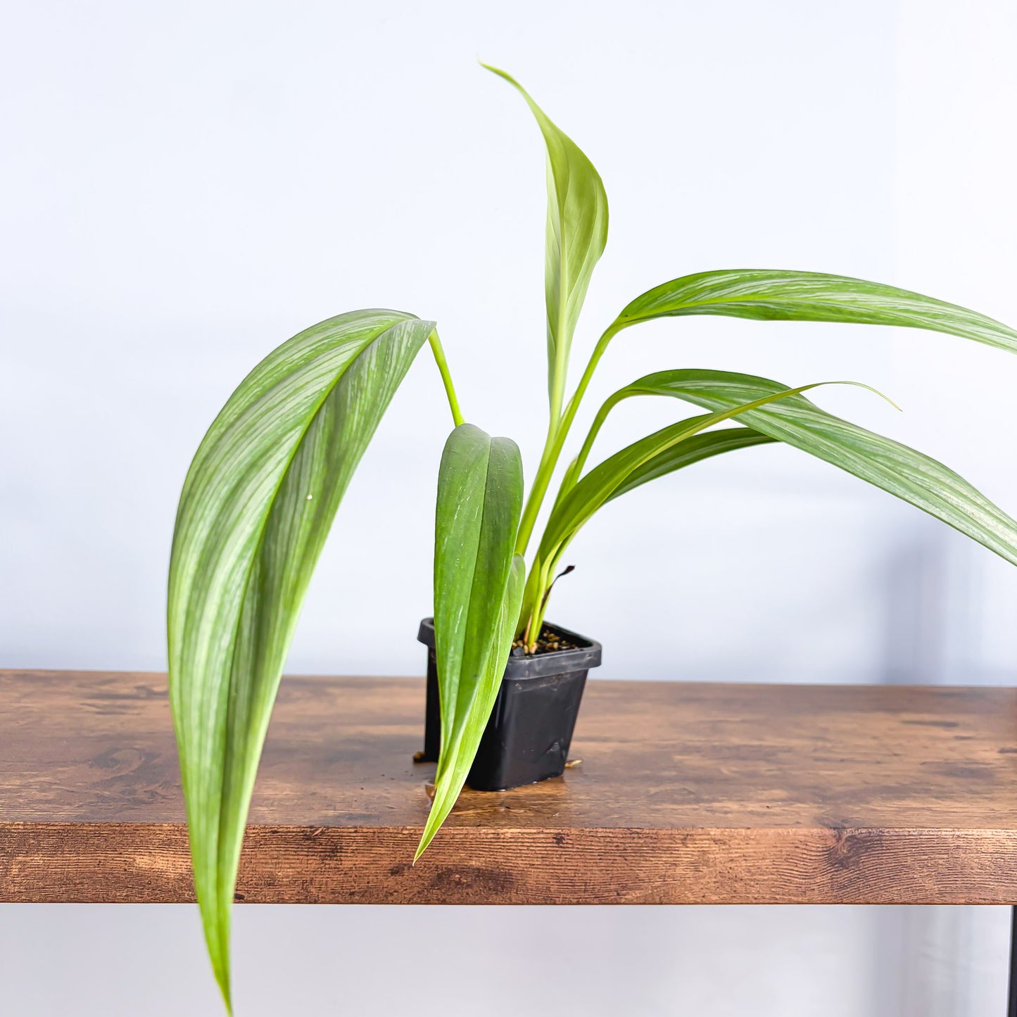 Epipremnum Amplissimum Silver Spirit | The Plant Boys