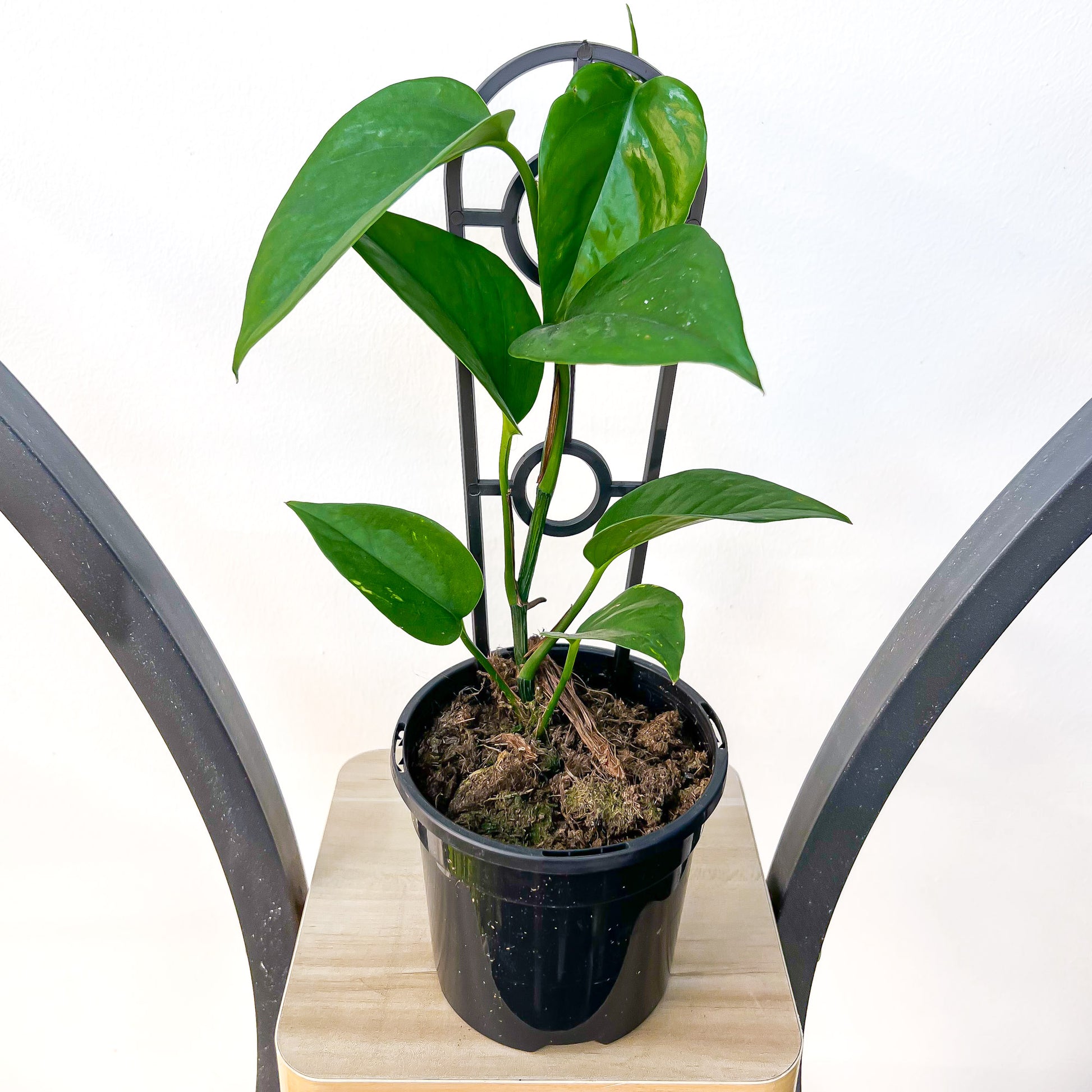 Pothos Green Dragon | The Plant Boys