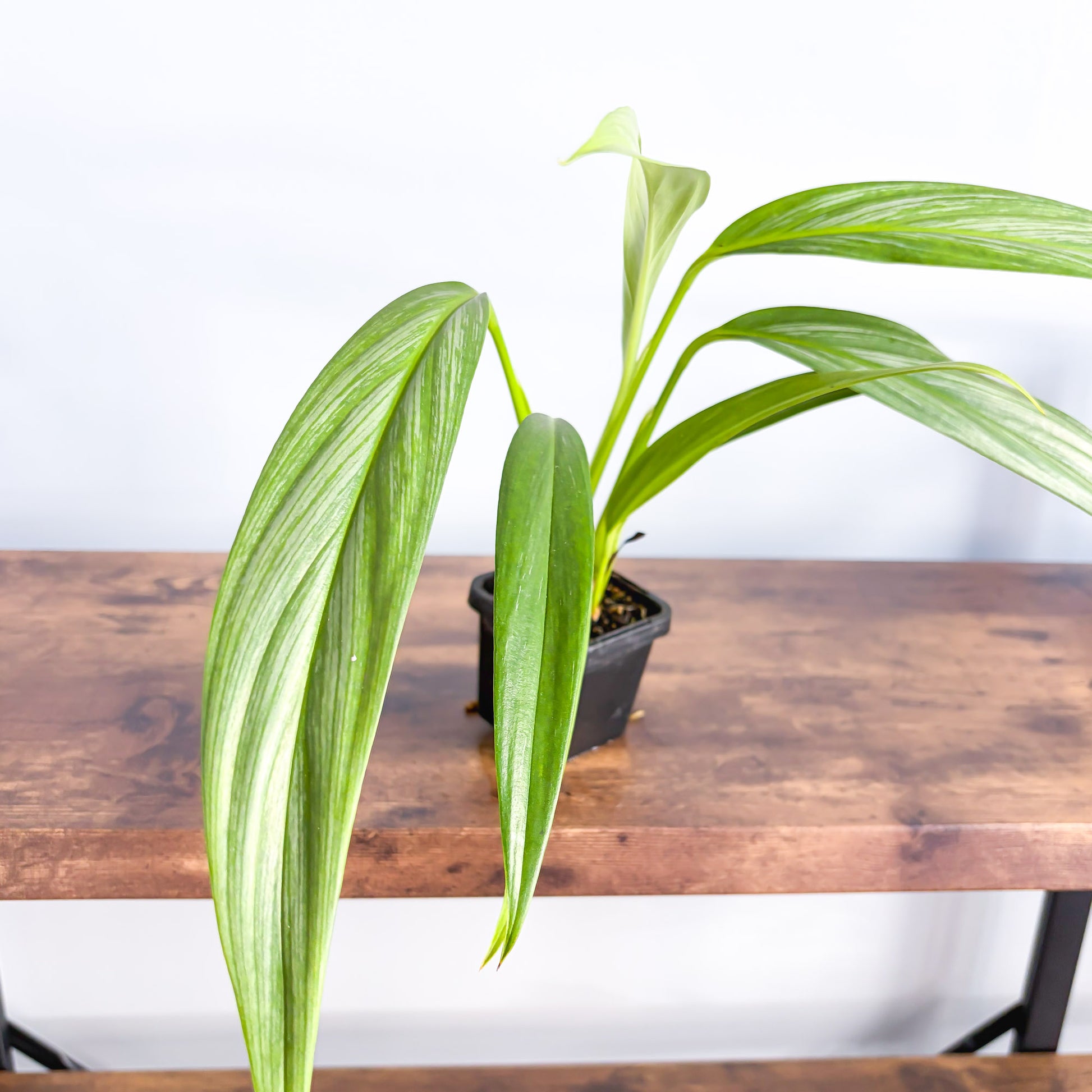 Epipremnum Amplissimum Silver Spirit | The Plant Boys