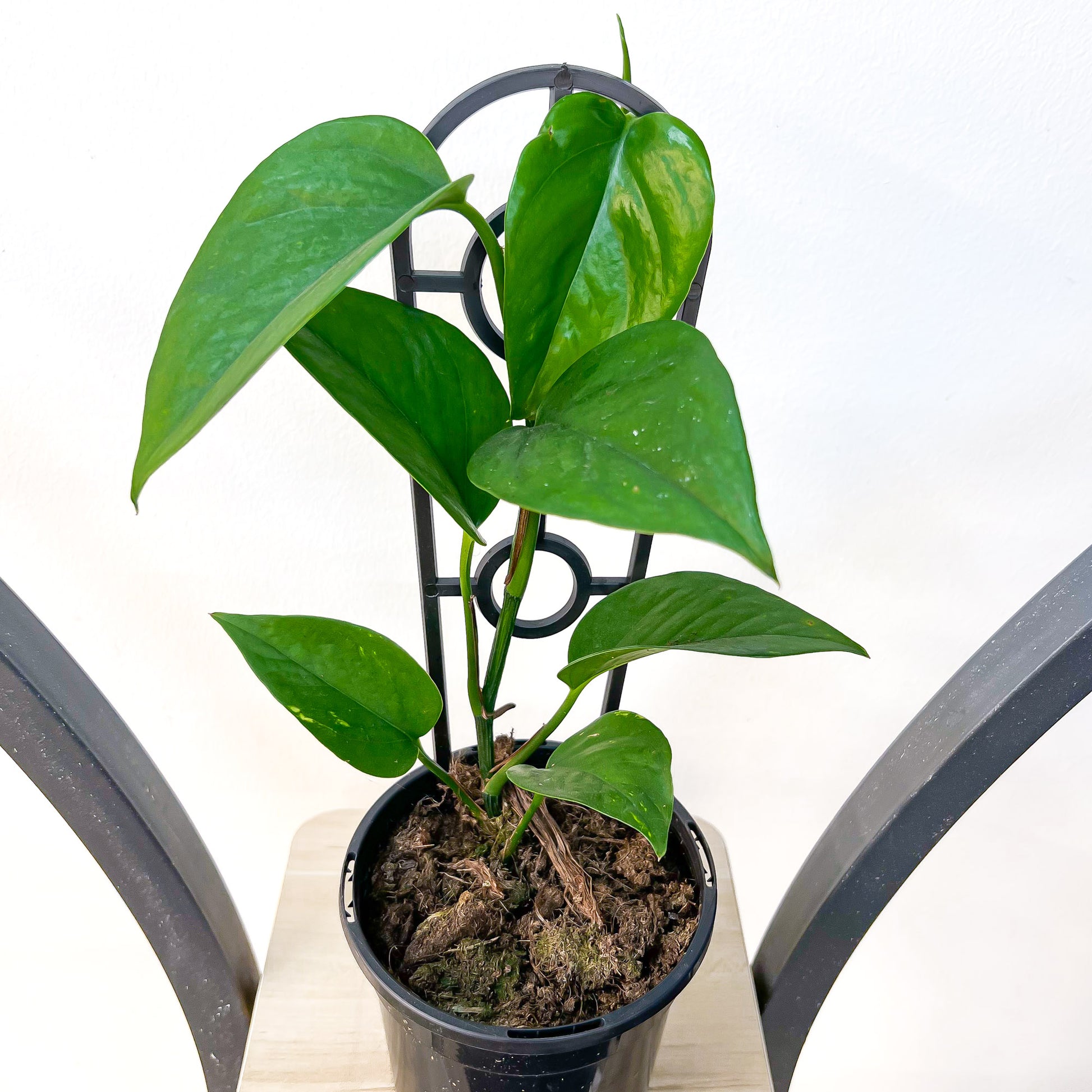 Pothos Green Dragon | The Plant Boys