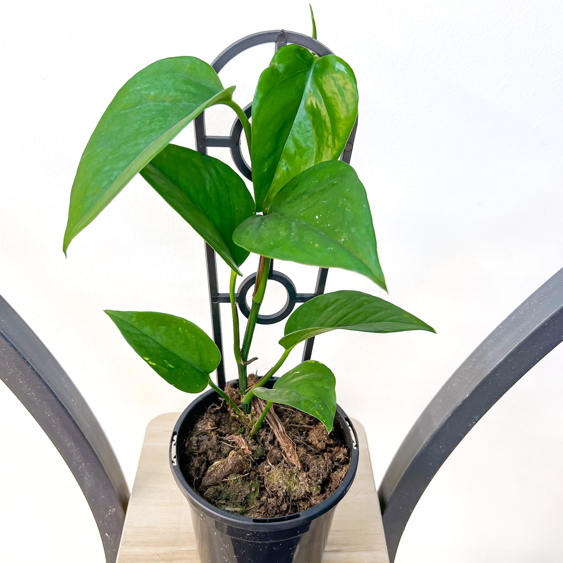 Pothos Green Dragon | The Plant Boys