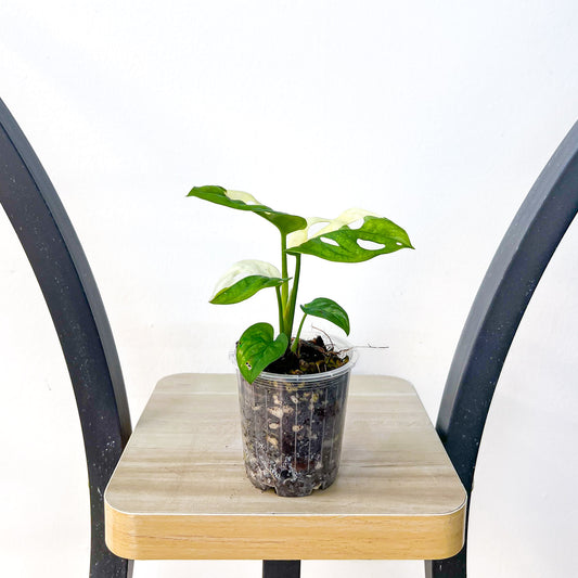 Monstera Adansonii Albo Variegata | The Plant Boys