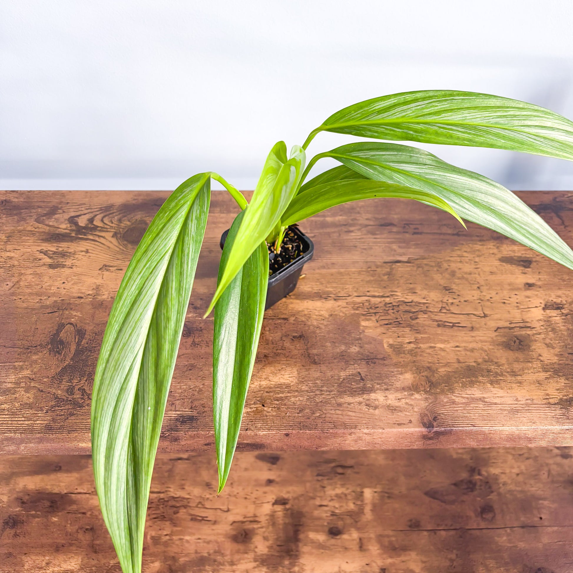philodendron amplissimum silver Epipremnum Amplissimum Silver Spirit – The Plant Boys
